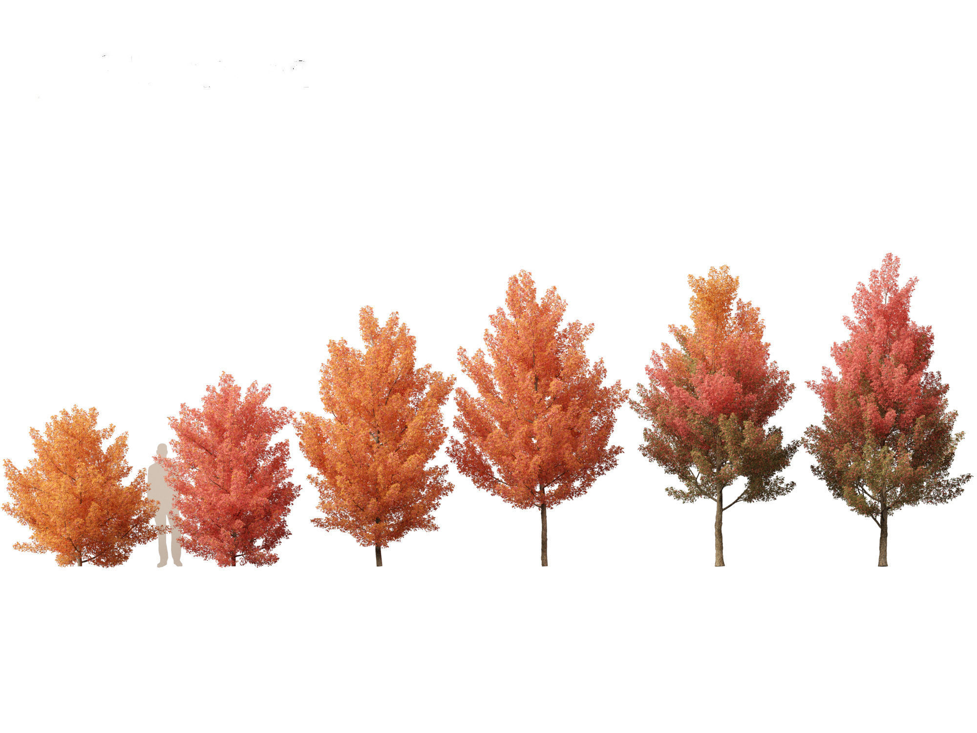 Acer monspessulanum - Montpellier 01 3D model_1