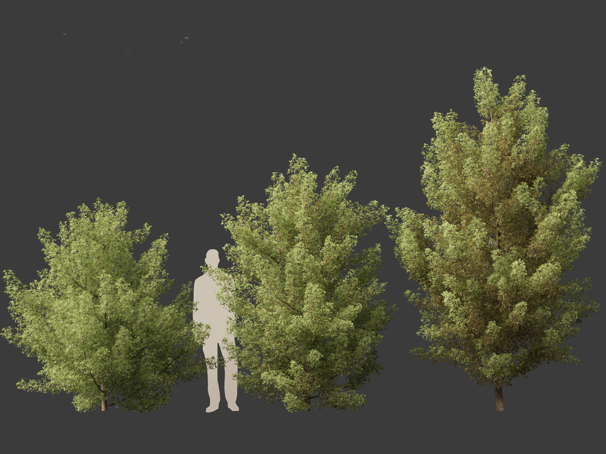 Acer monspessulanum - Montpellier 02 3D model_4