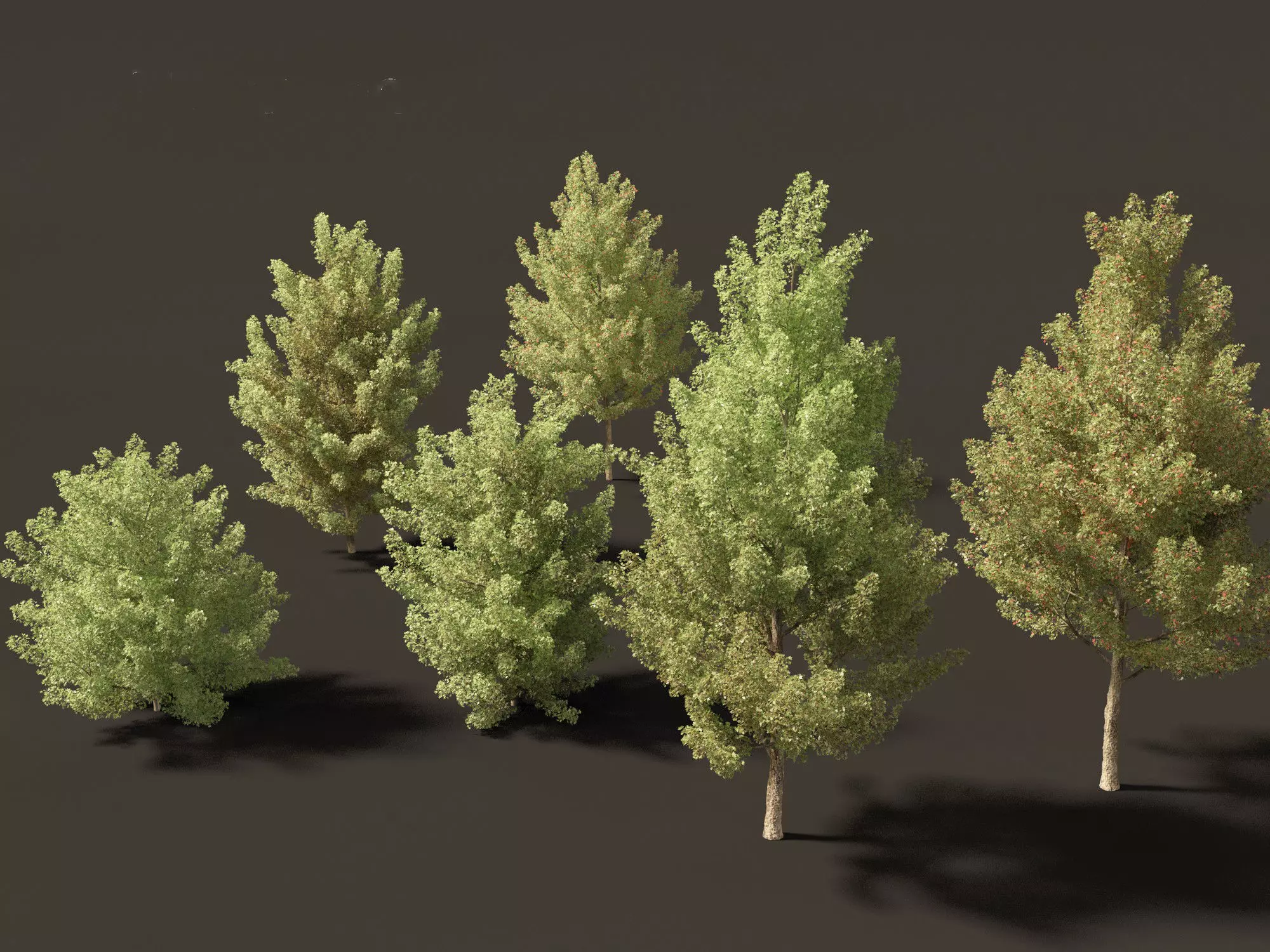 Acer monspessulanum - Montpellier 02 3D model_0