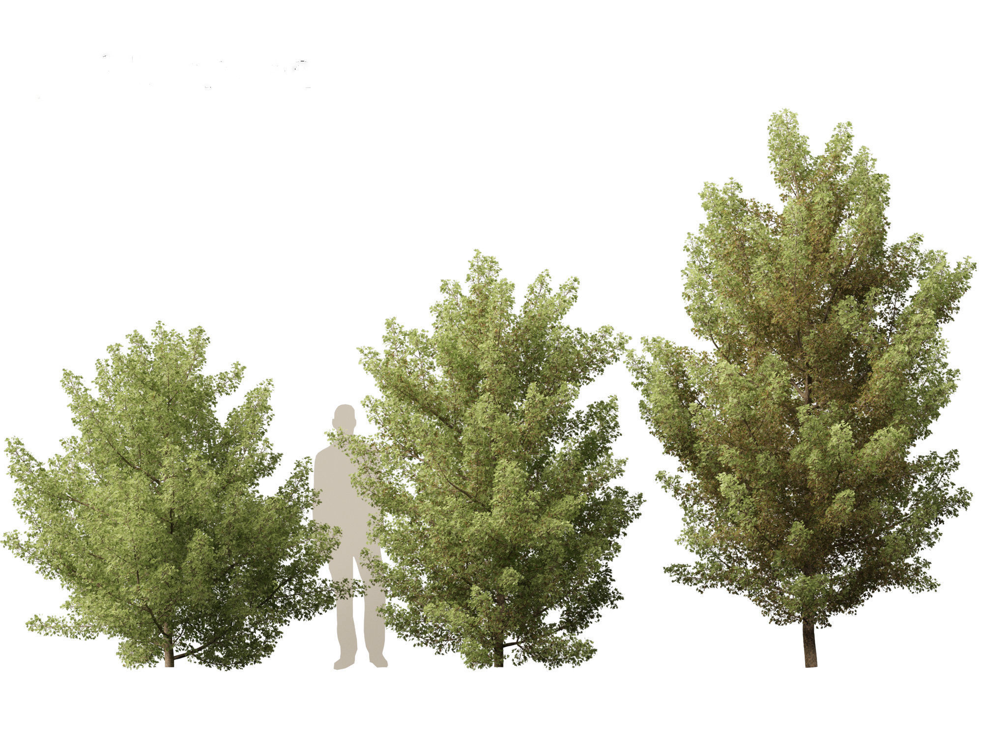 Acer monspessulanum - Montpellier 02 3D model_3