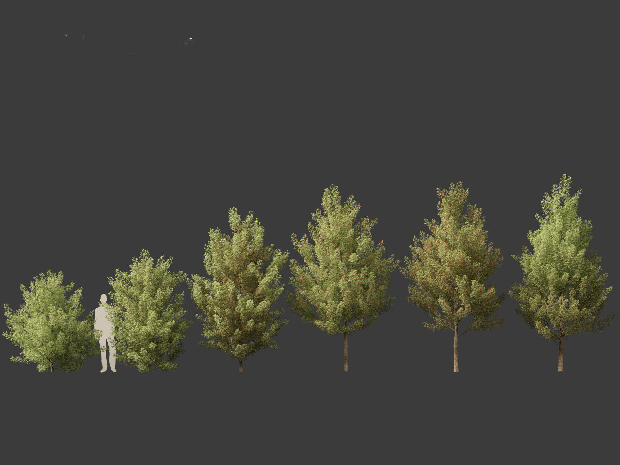 Acer monspessulanum - Montpellier 02 3D model_2