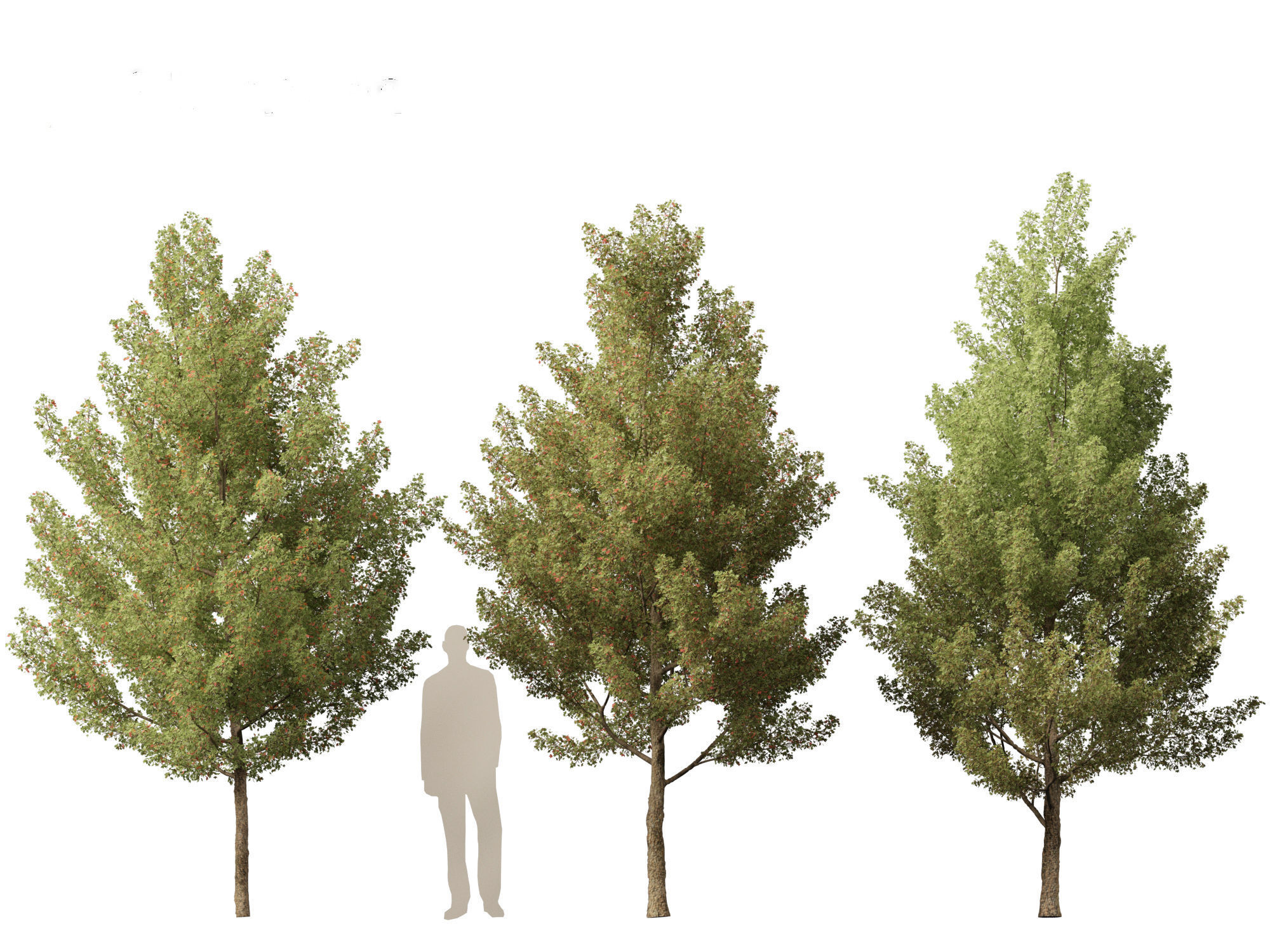 Acer monspessulanum - Montpellier 02 3D model_5