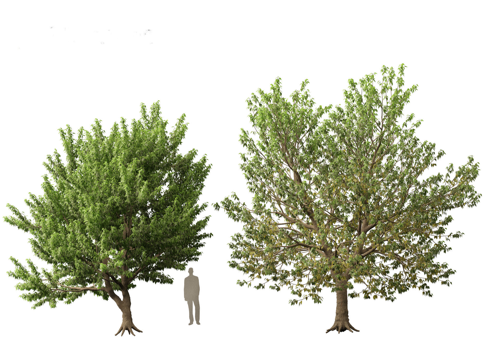 Acer negundo - Box elder  01 3D model_6