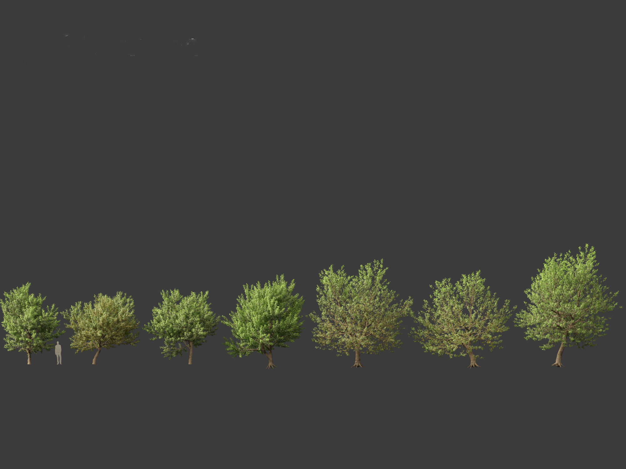 Acer negundo - Box elder  01 3D model_3
