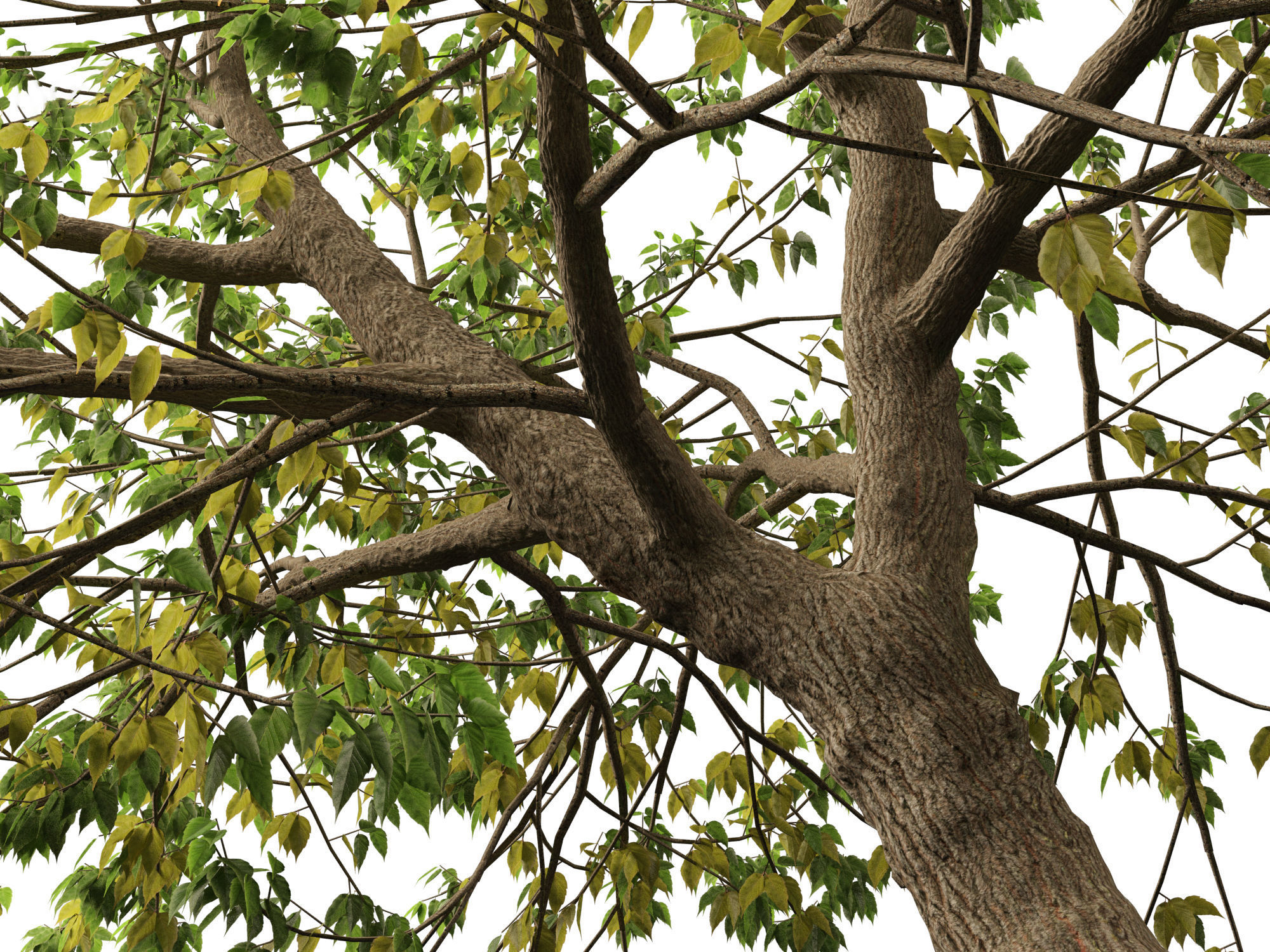 Acer negundo - Box elder  01 3D model_10