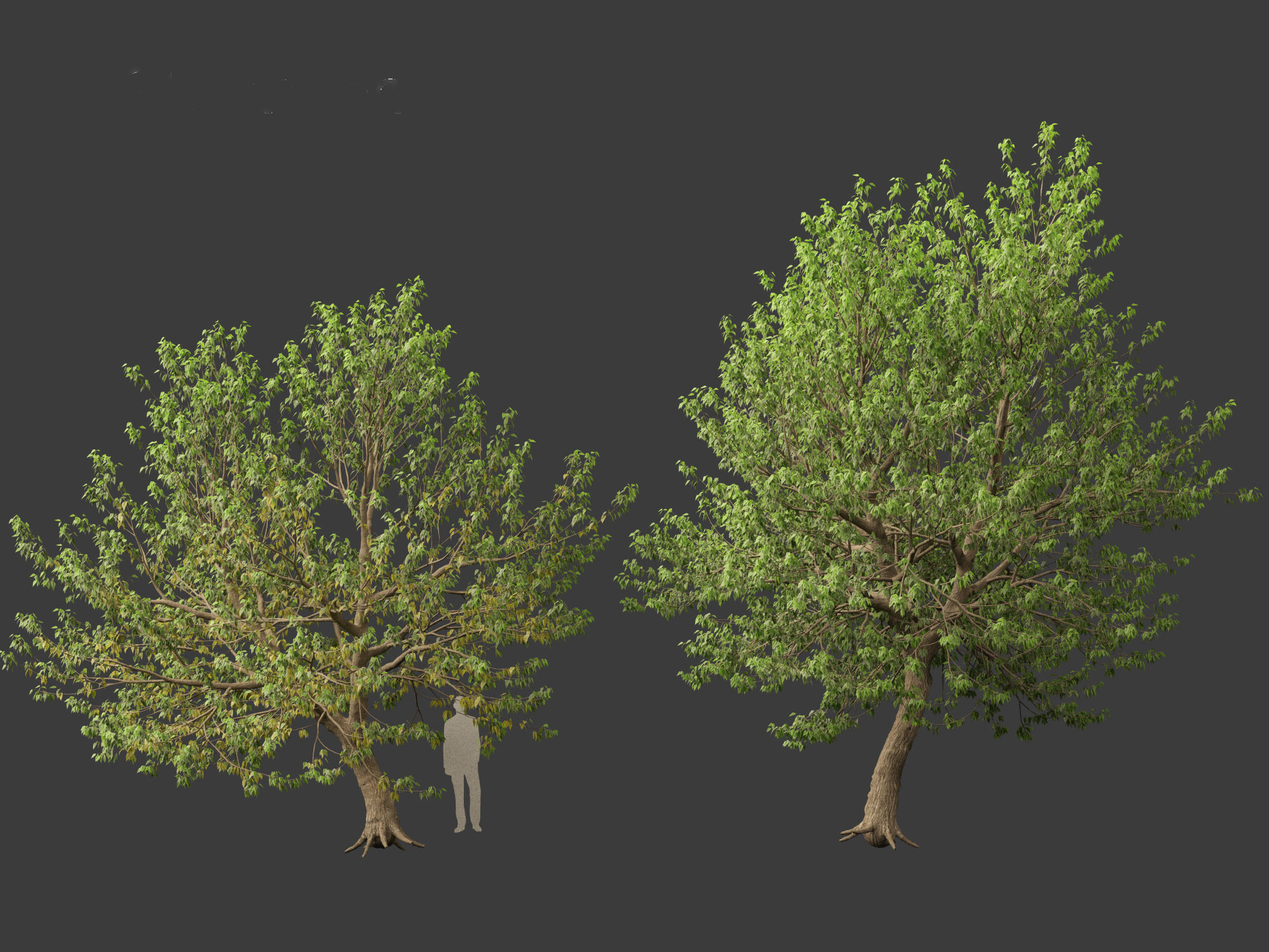 Acer negundo - Box elder  01 3D model_9