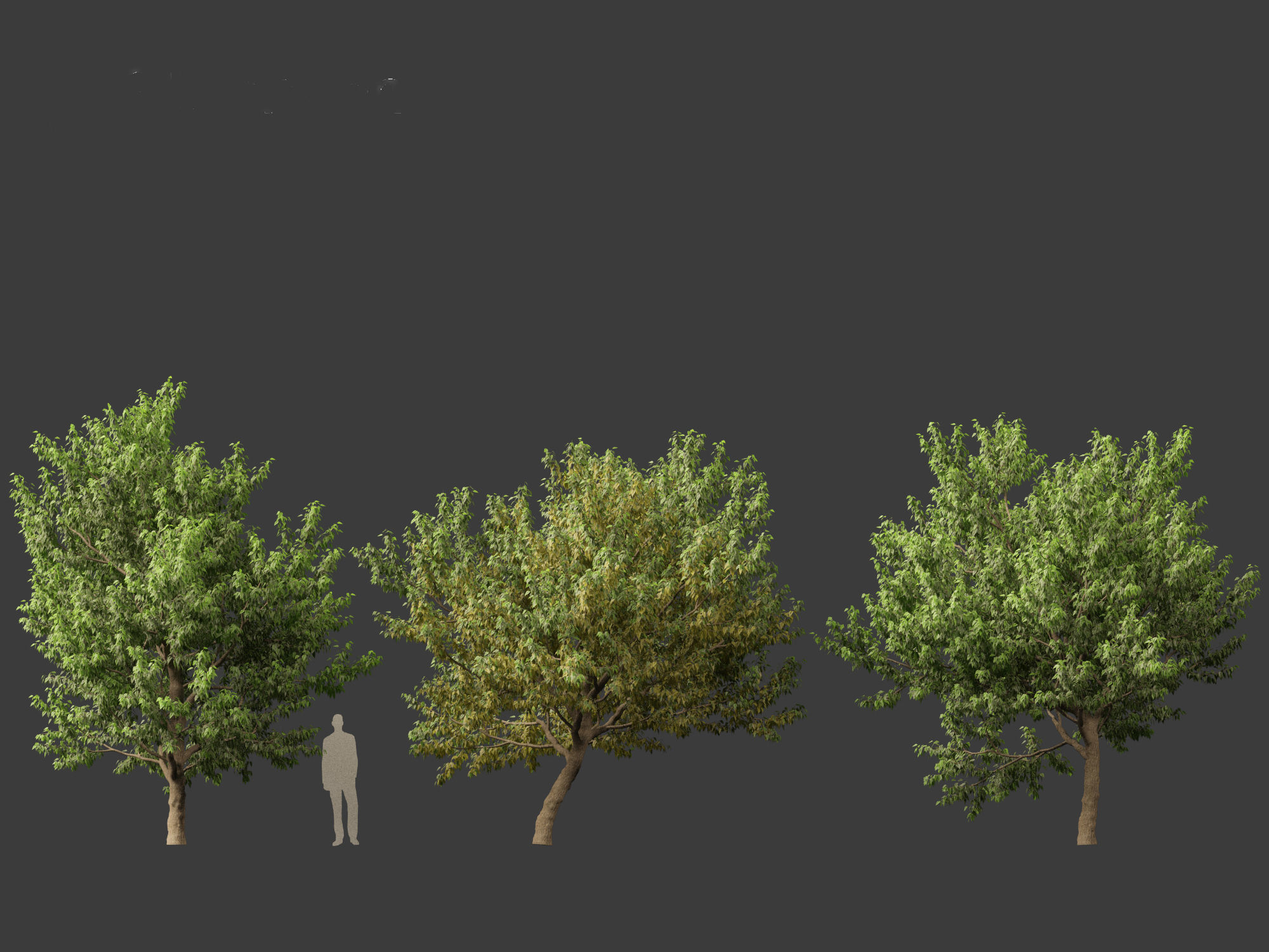 Acer negundo - Box elder  01 3D model_5