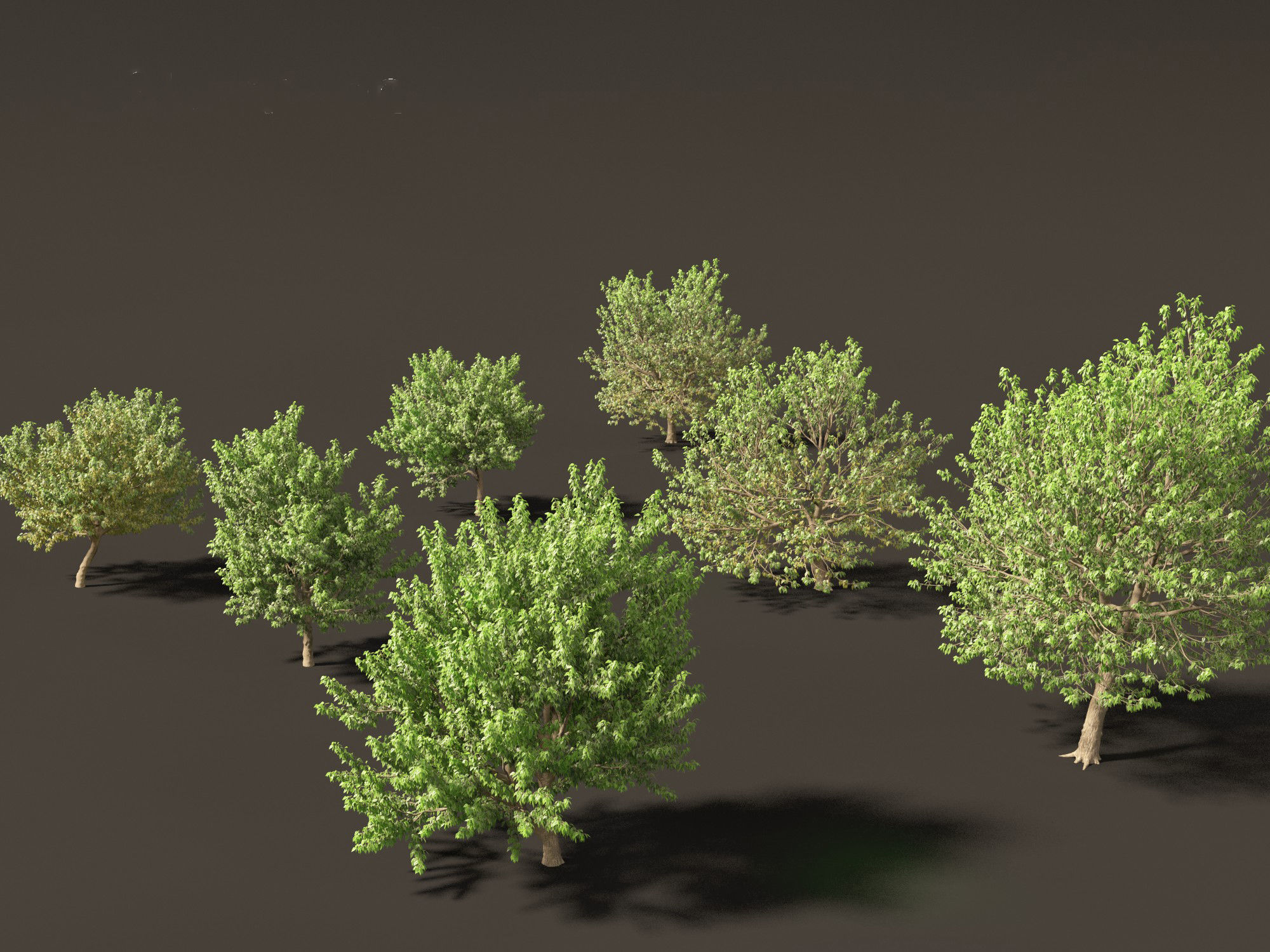 Acer negundo - Box elder  01 3D model_2