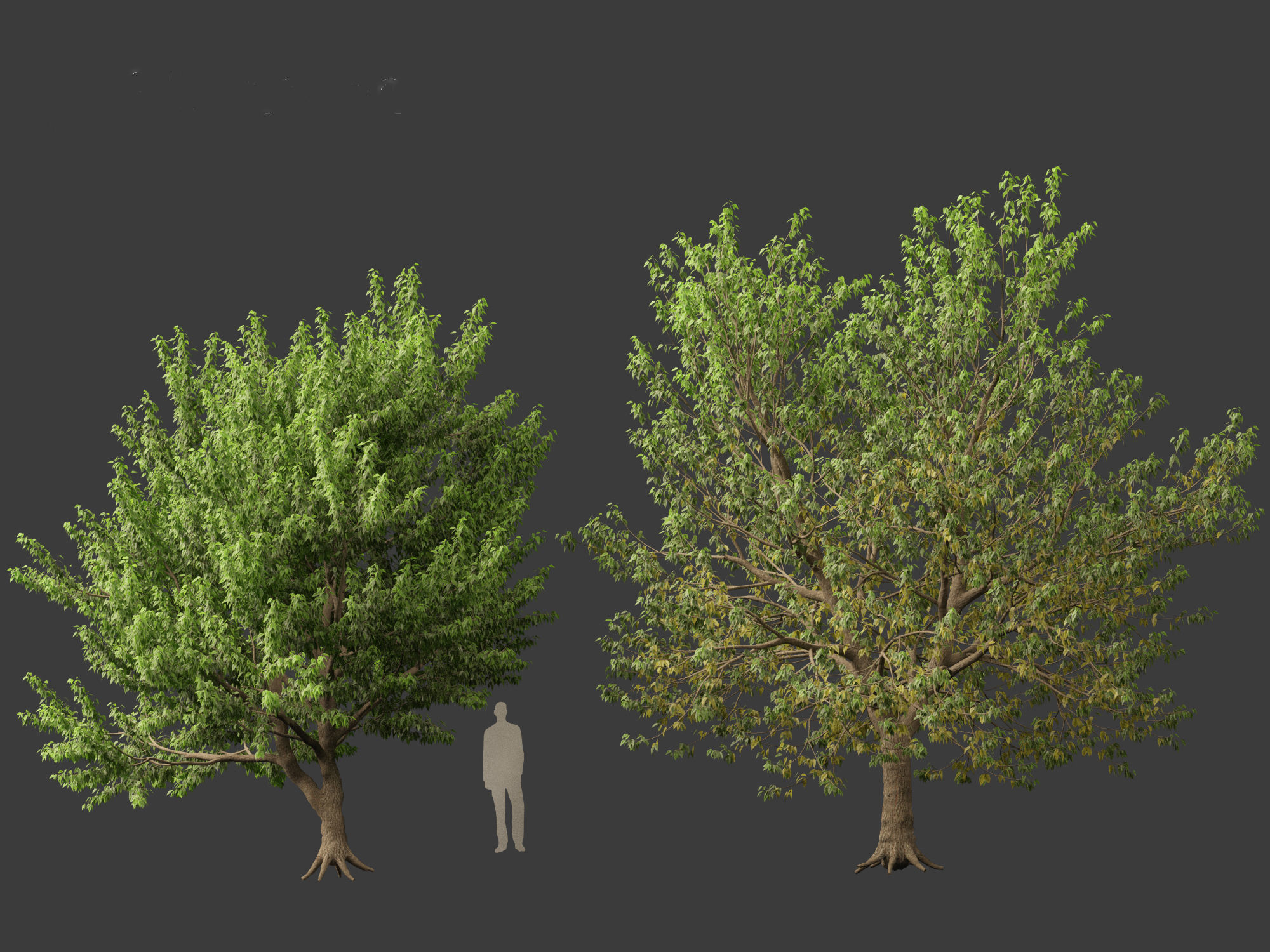 Acer negundo - Box elder  01 3D model_7