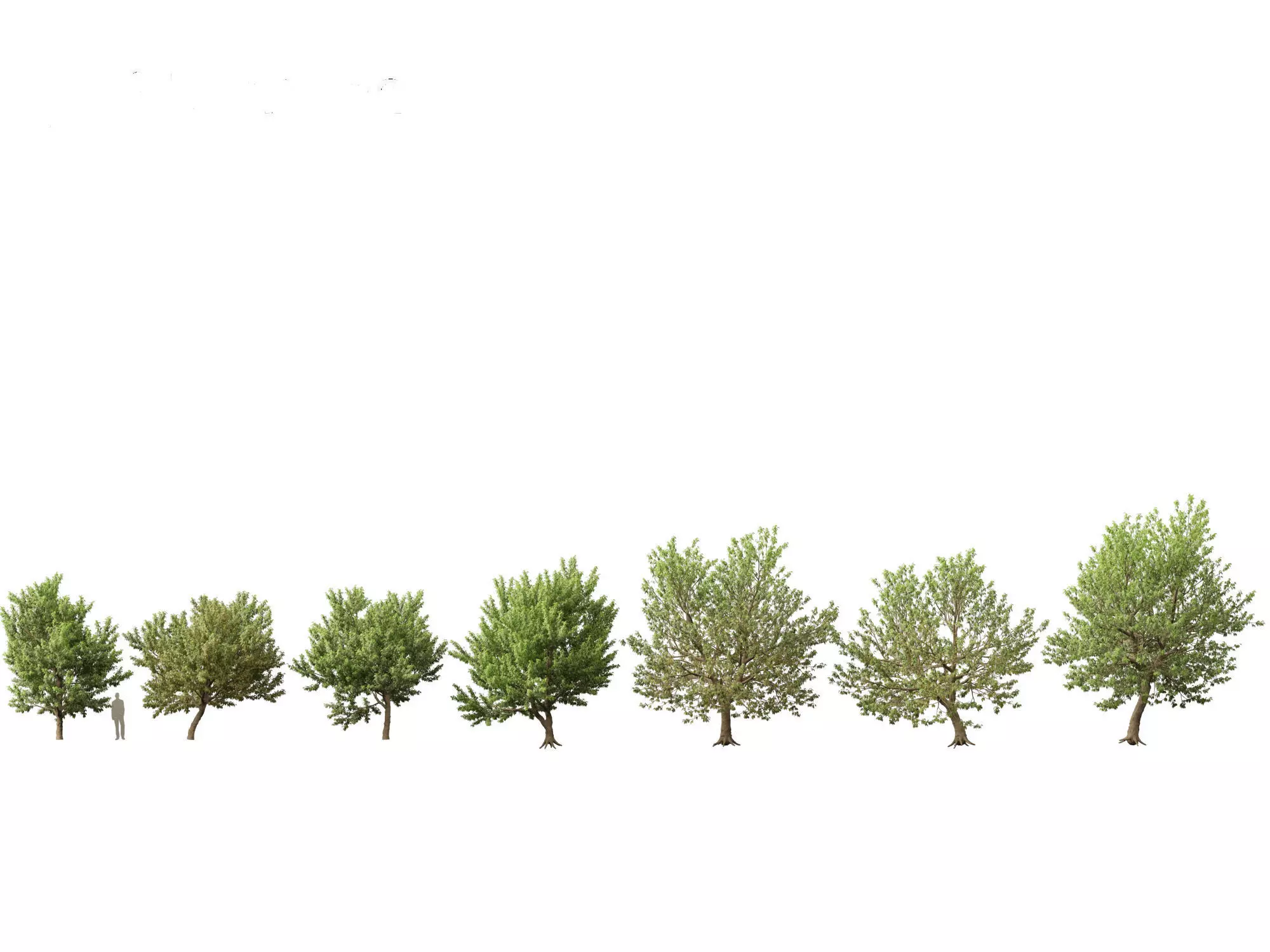 Acer negundo - Box elder  01 3D model_0