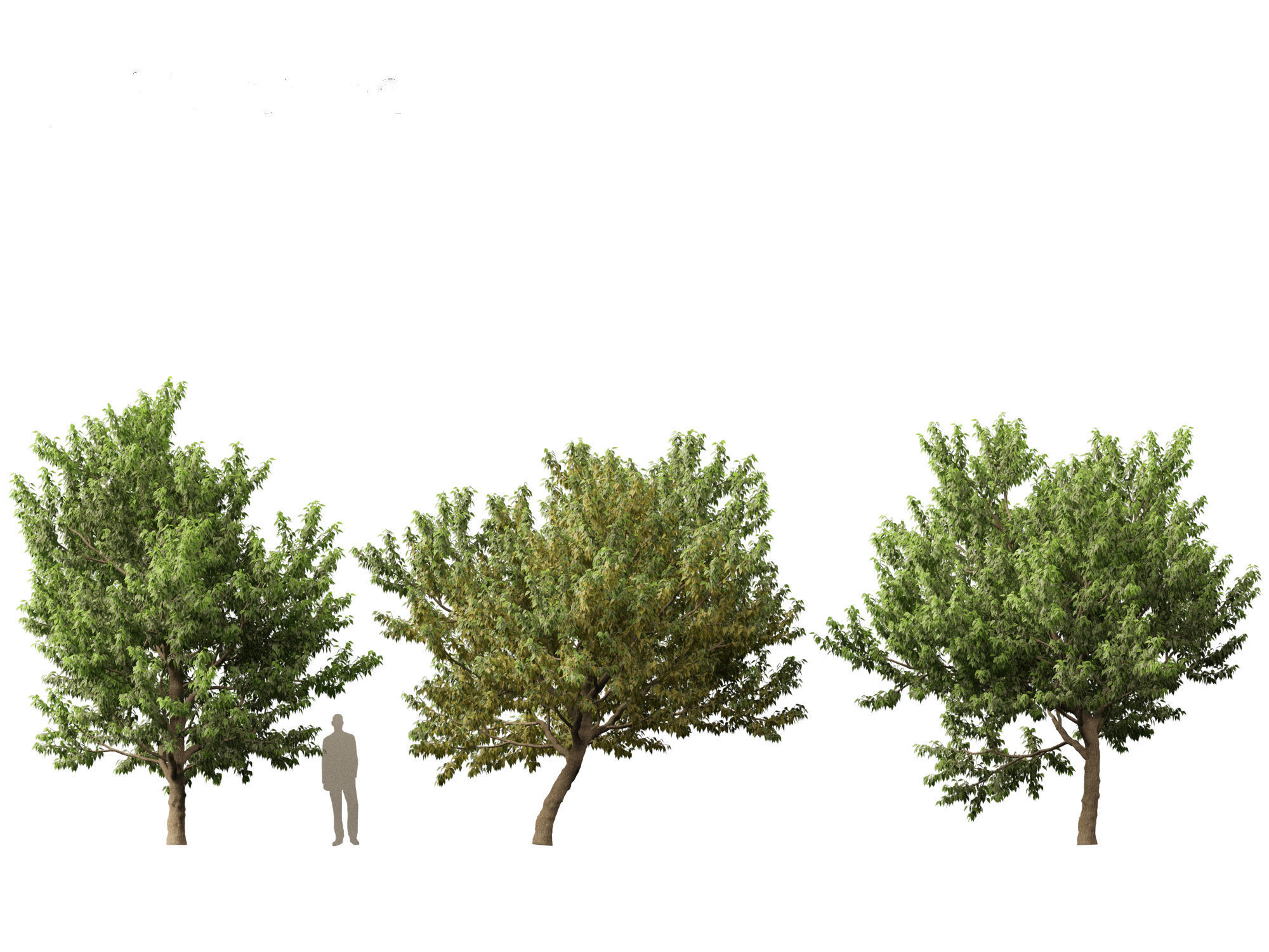 Acer negundo - Box elder  01 3D model_4