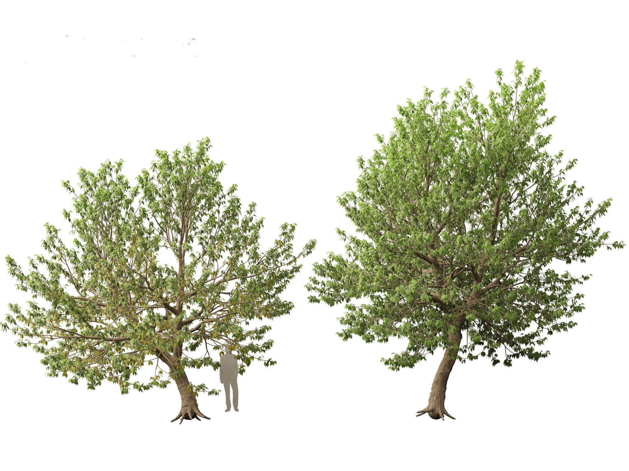 Acer negundo - Box elder  01 3D model_8