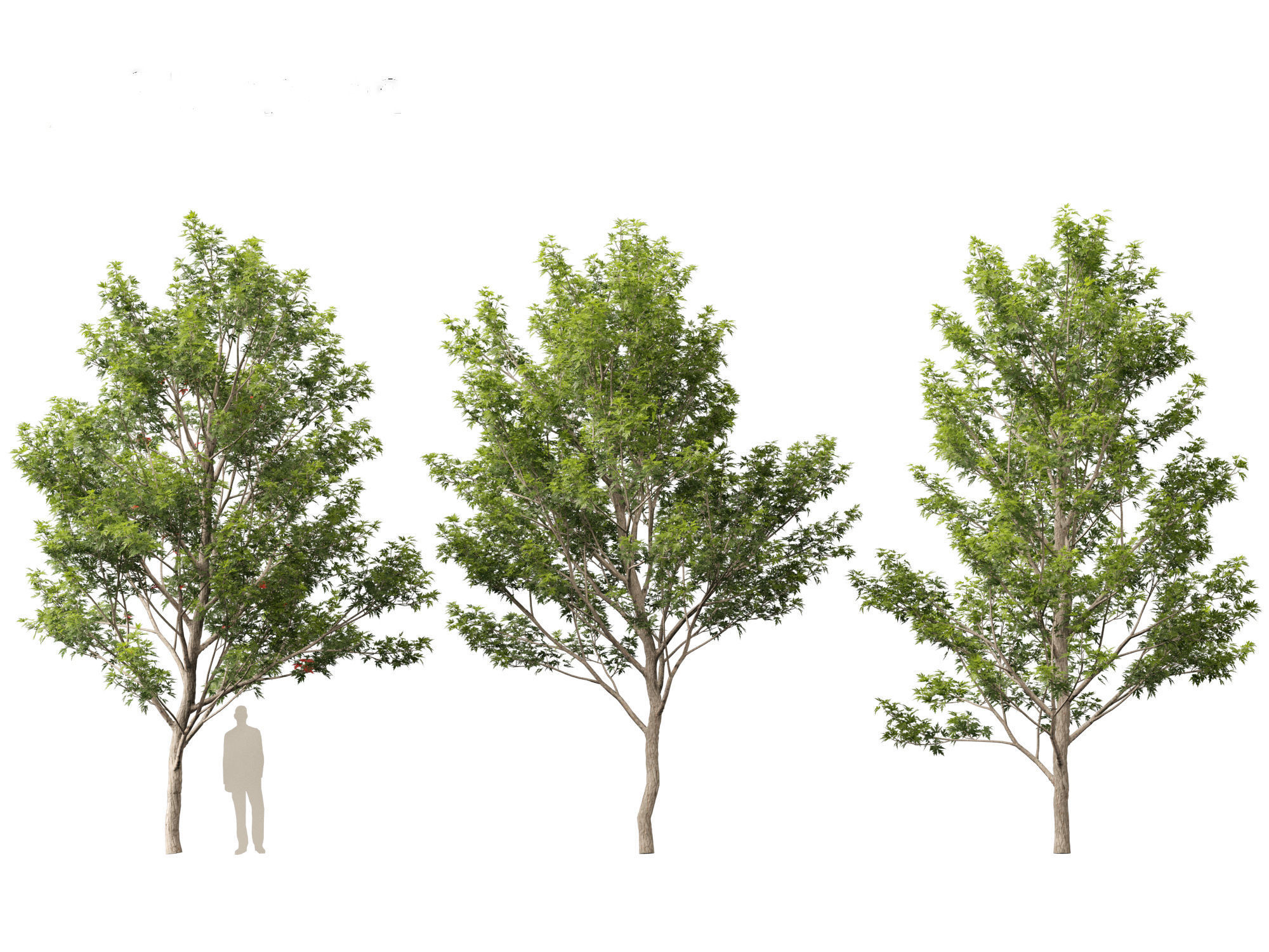 Acer saccharinum - Silver Maple 02 3D model_6