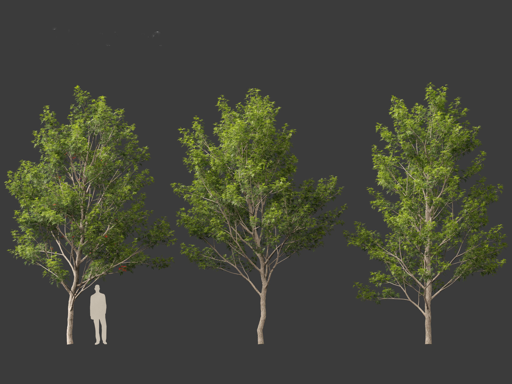 Acer saccharinum - Silver Maple 02 3D model_7