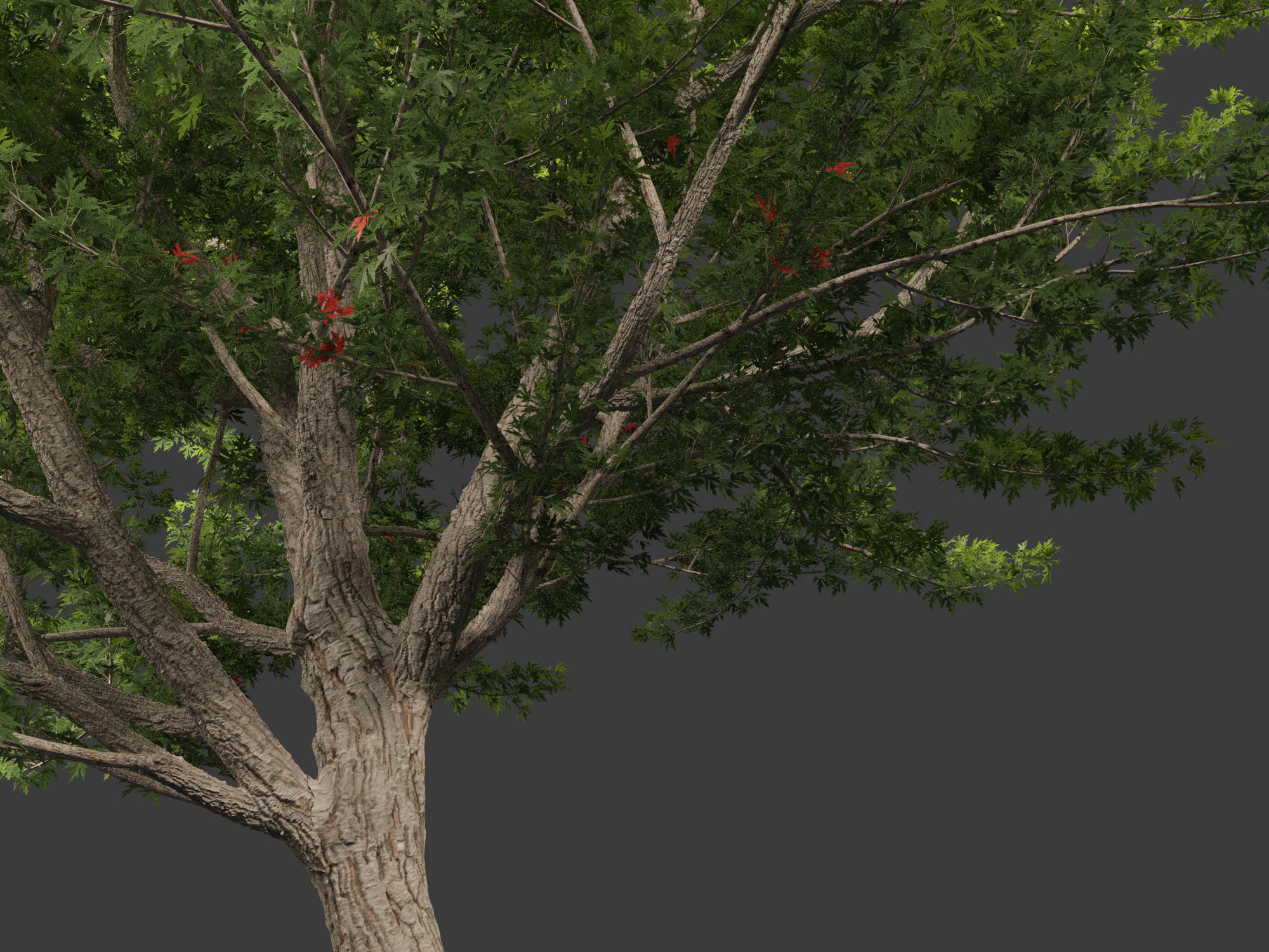 Acer saccharinum - Silver Maple 02 3D model_2