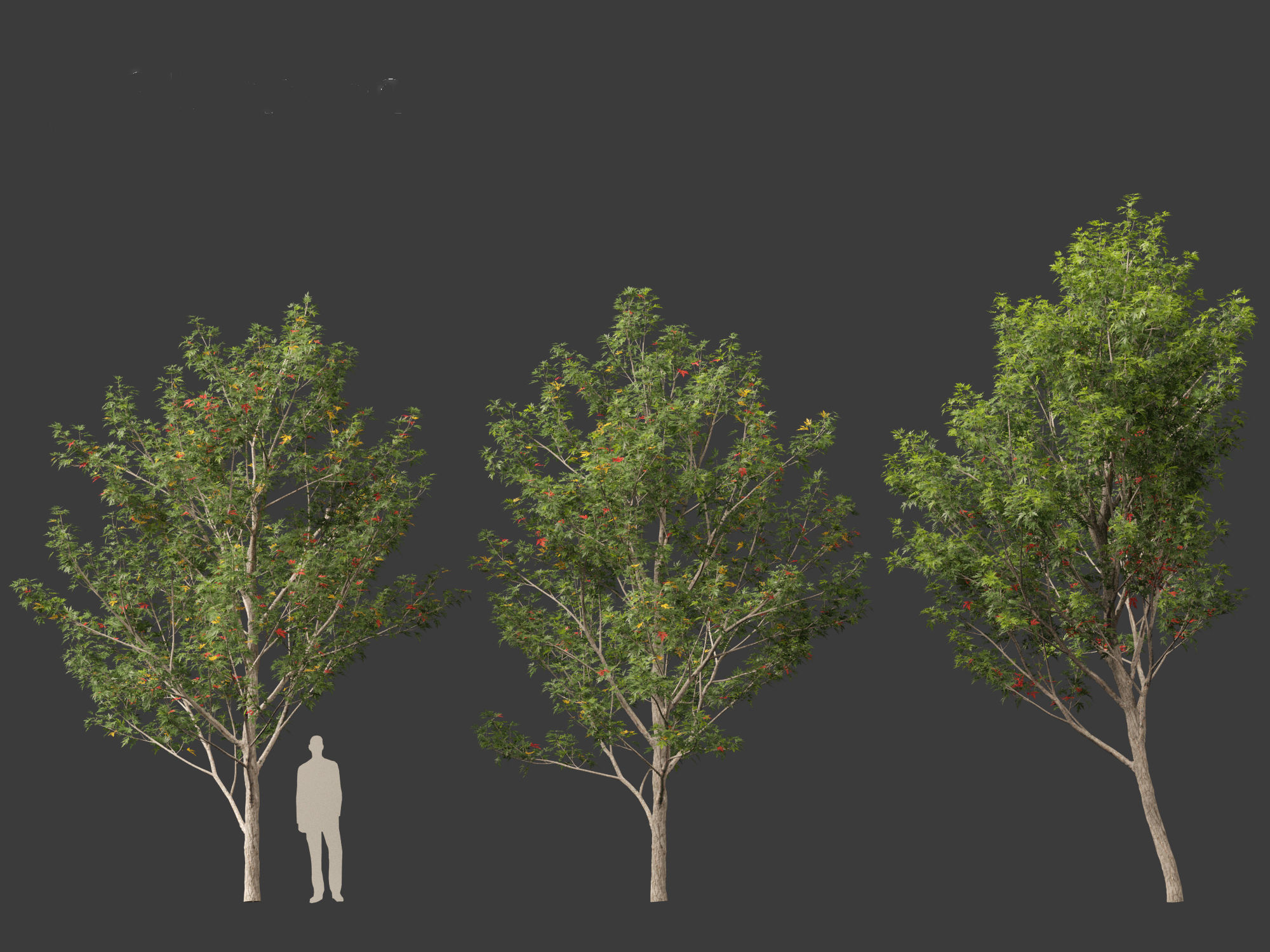 Acer saccharinum - Silver Maple 02 3D model_5