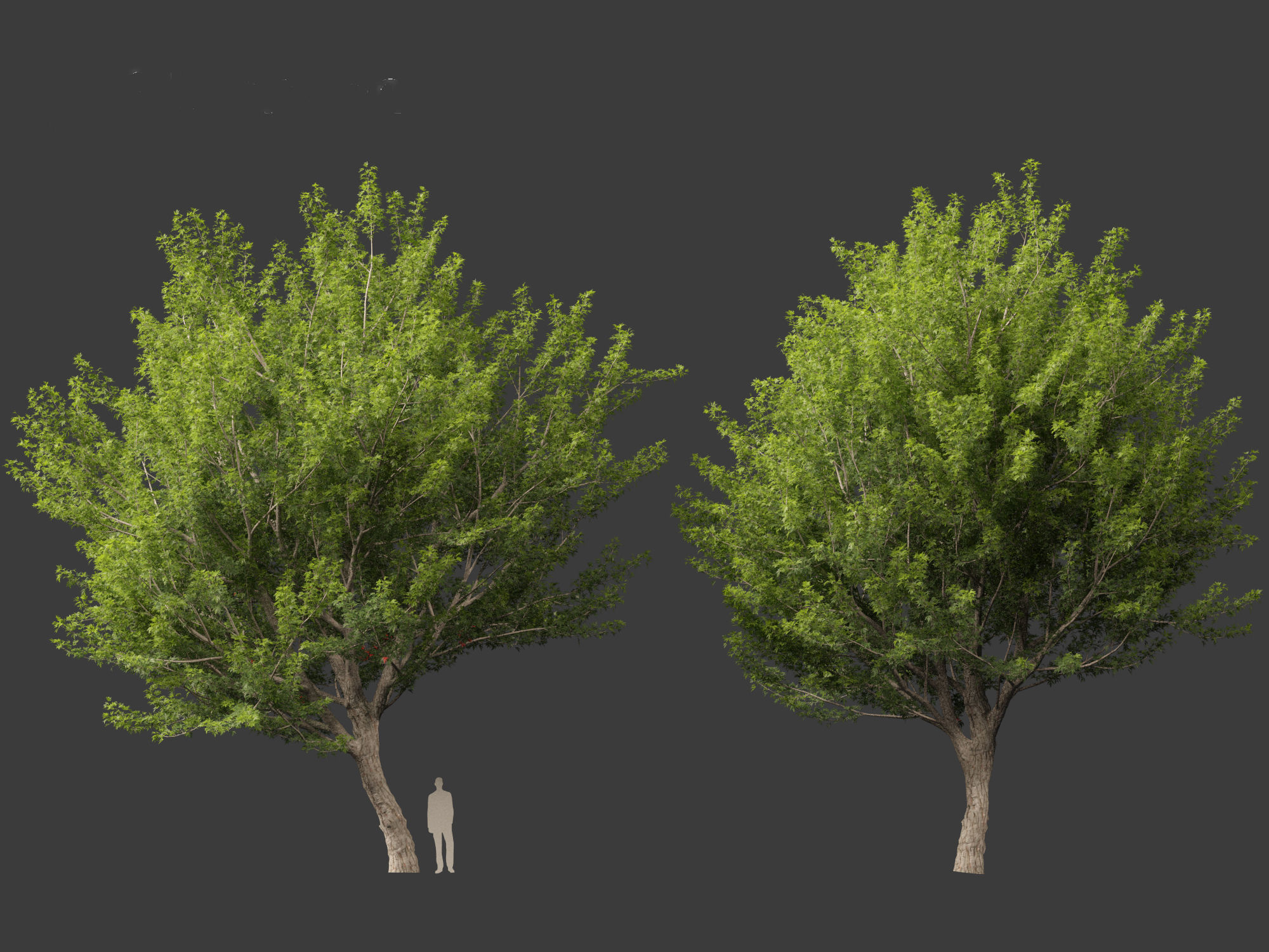 Acer saccharinum - Silver Maple 02 3D model_9