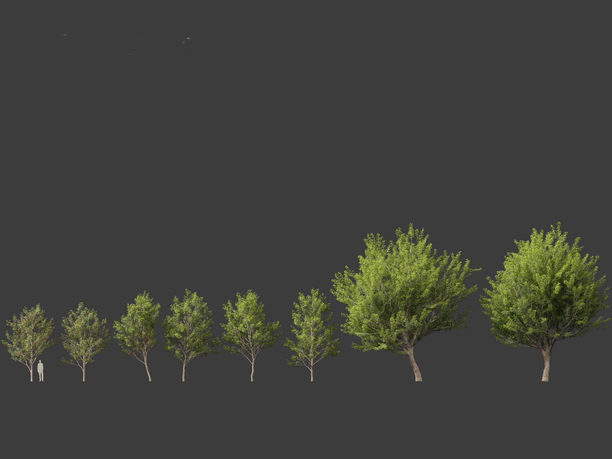 Acer saccharinum - Silver Maple 02 3D model_3