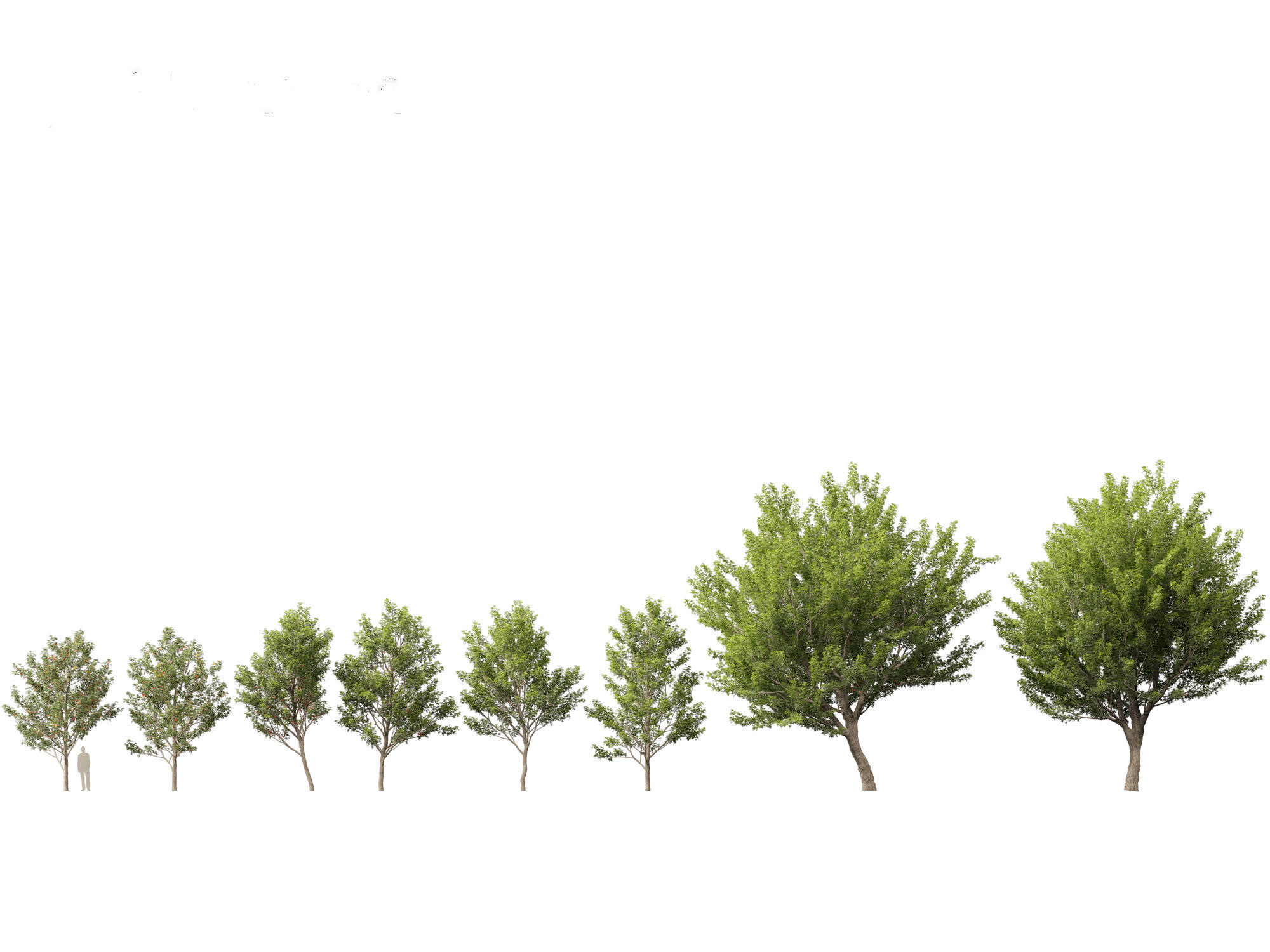 Acer saccharinum - Silver Maple 02 3D model_1
