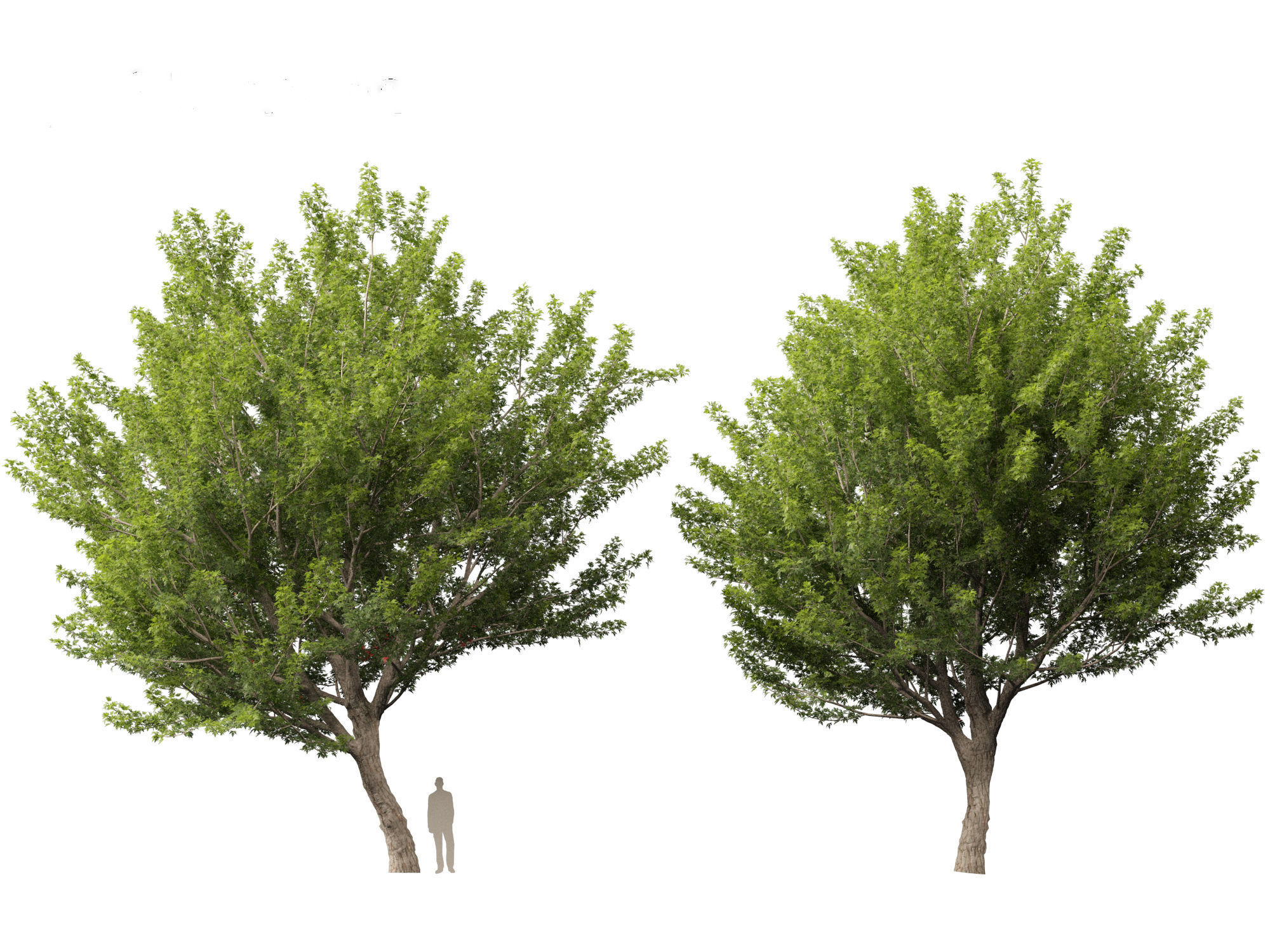 Acer saccharinum - Silver Maple 02 3D model_8