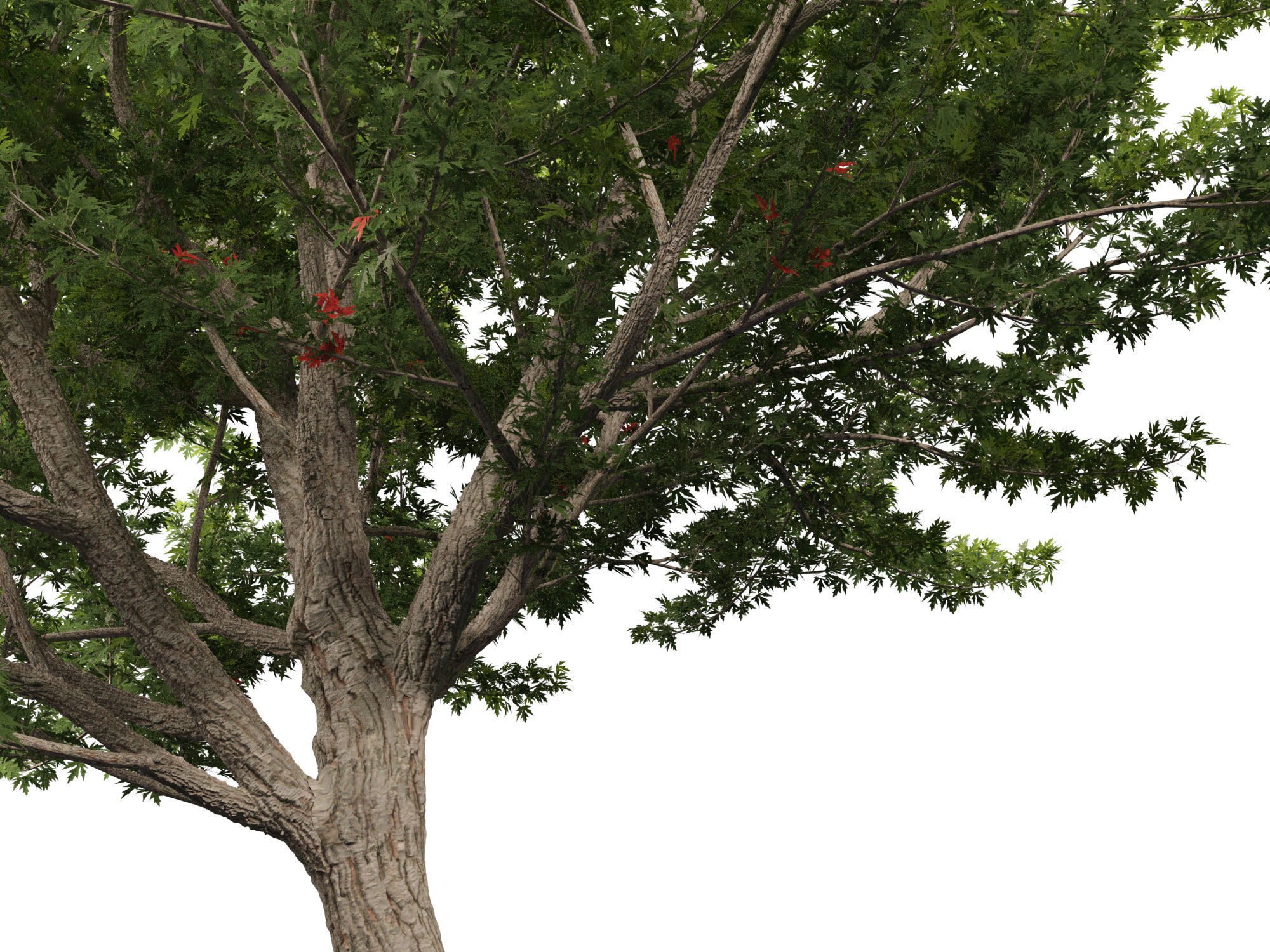 Acer saccharinum - Silver Maple 02 3D model_10