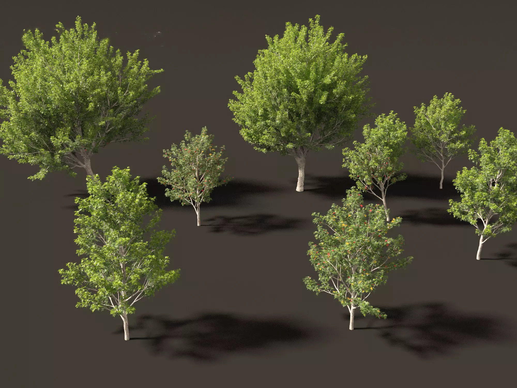 Acer saccharinum - Silver Maple 02 3D model_0