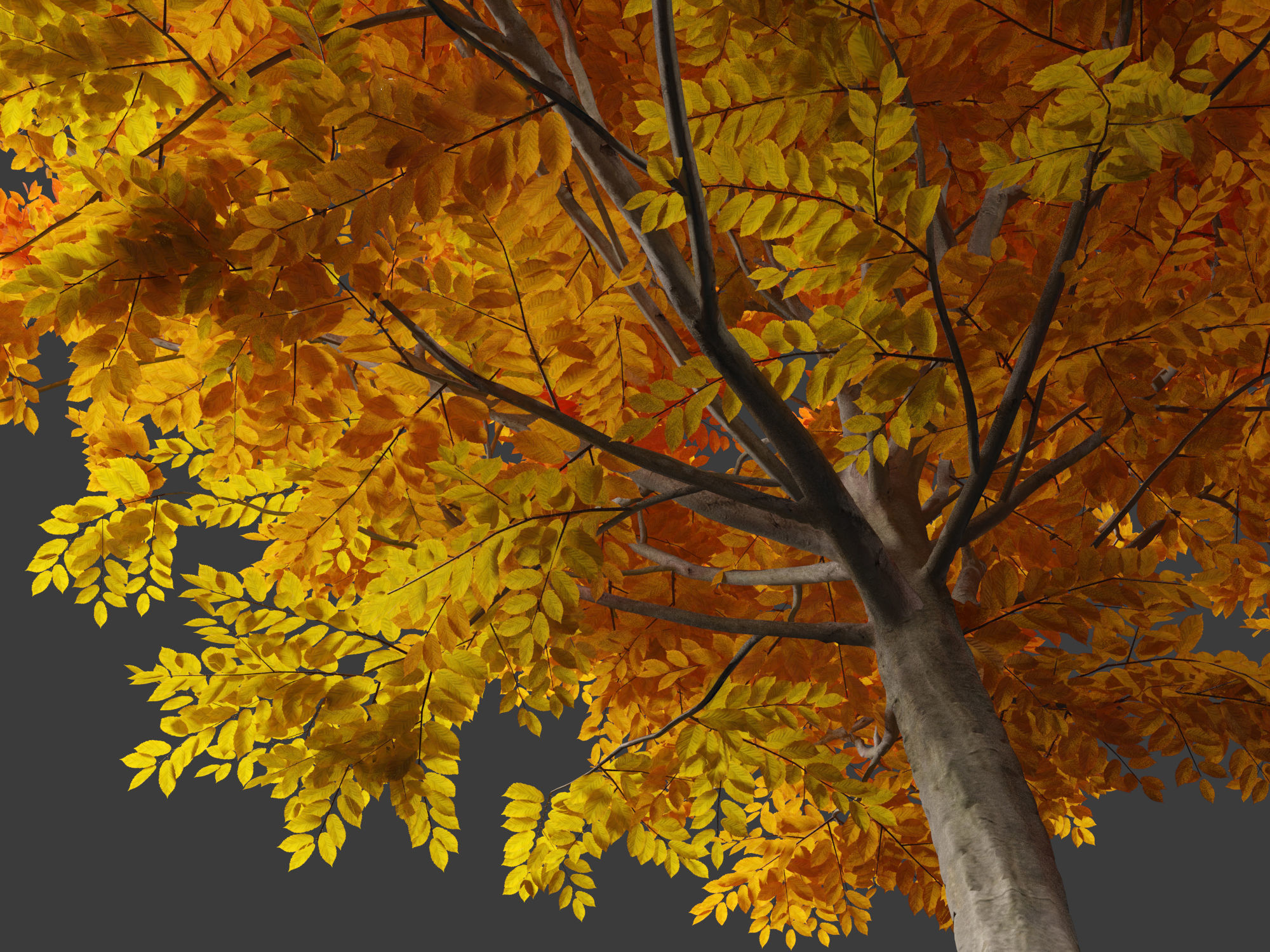 Carpinus caroliniana - American hornbeam 01 3D model_8