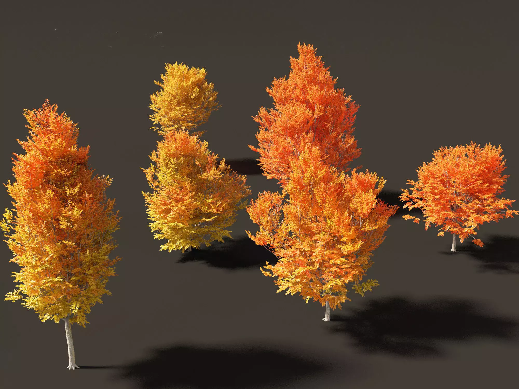Carpinus caroliniana - American hornbeam 01 3D model_0