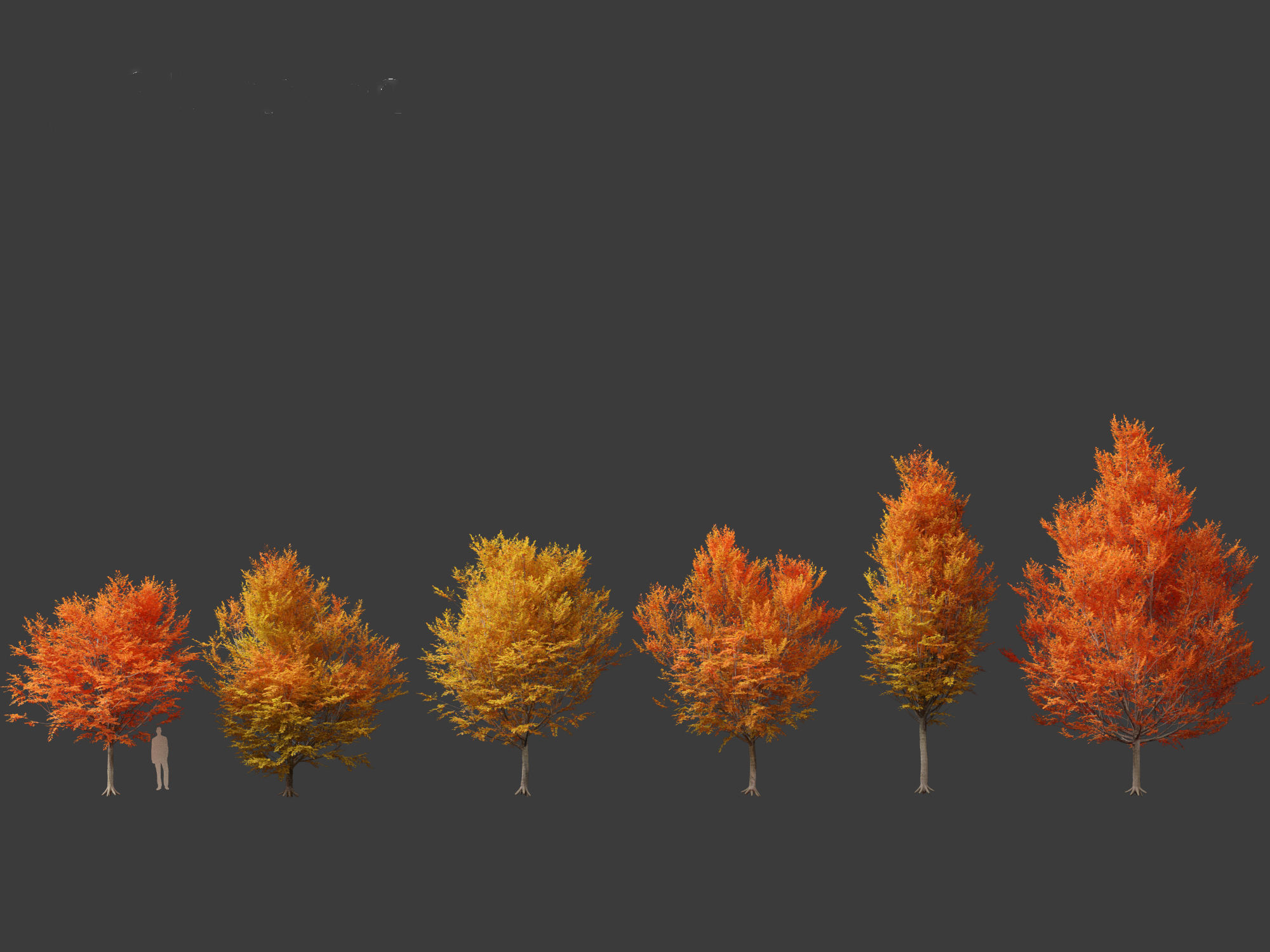 Carpinus caroliniana - American hornbeam 01 3D model_2