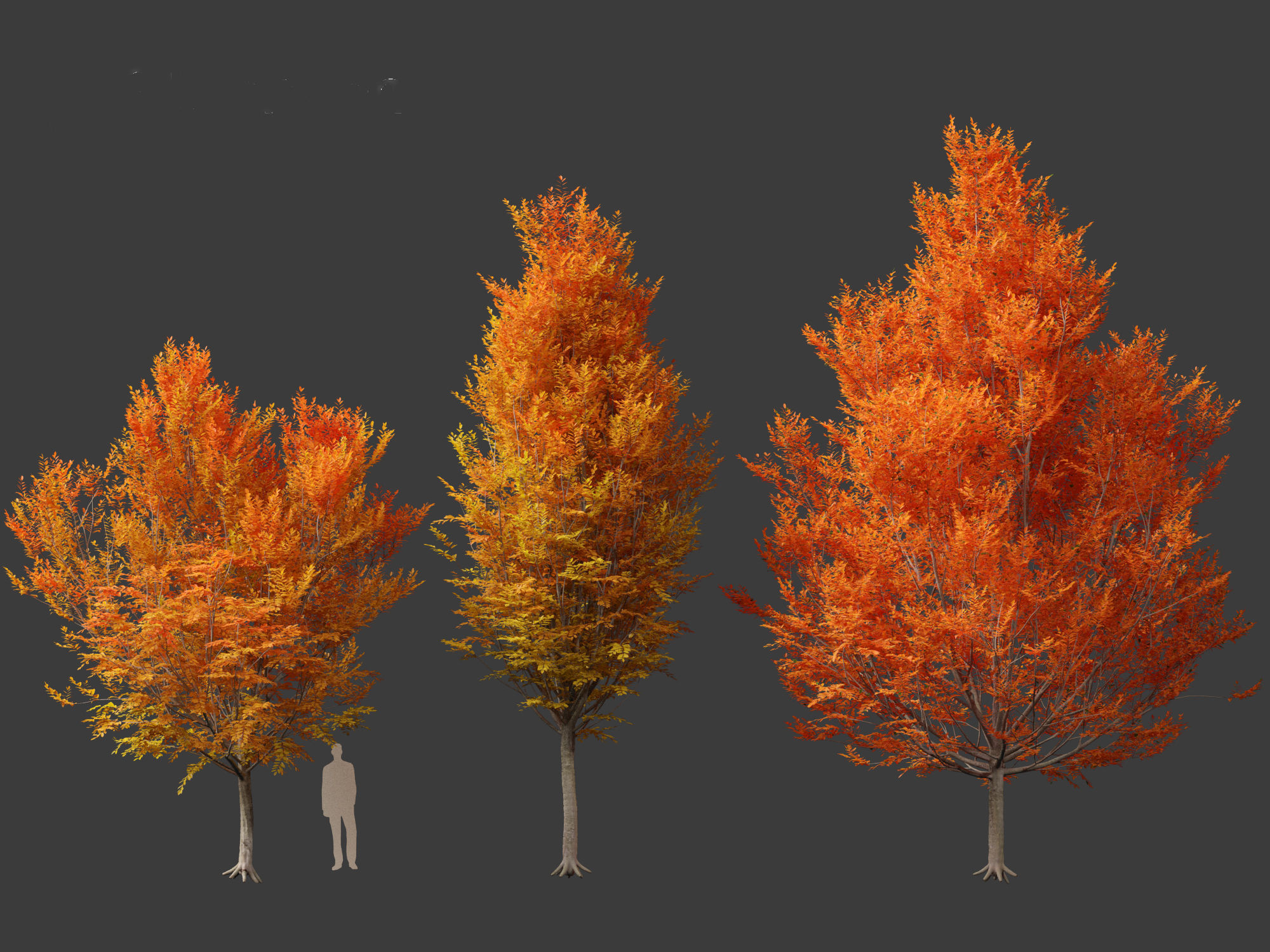Carpinus caroliniana - American hornbeam 01 3D model_6