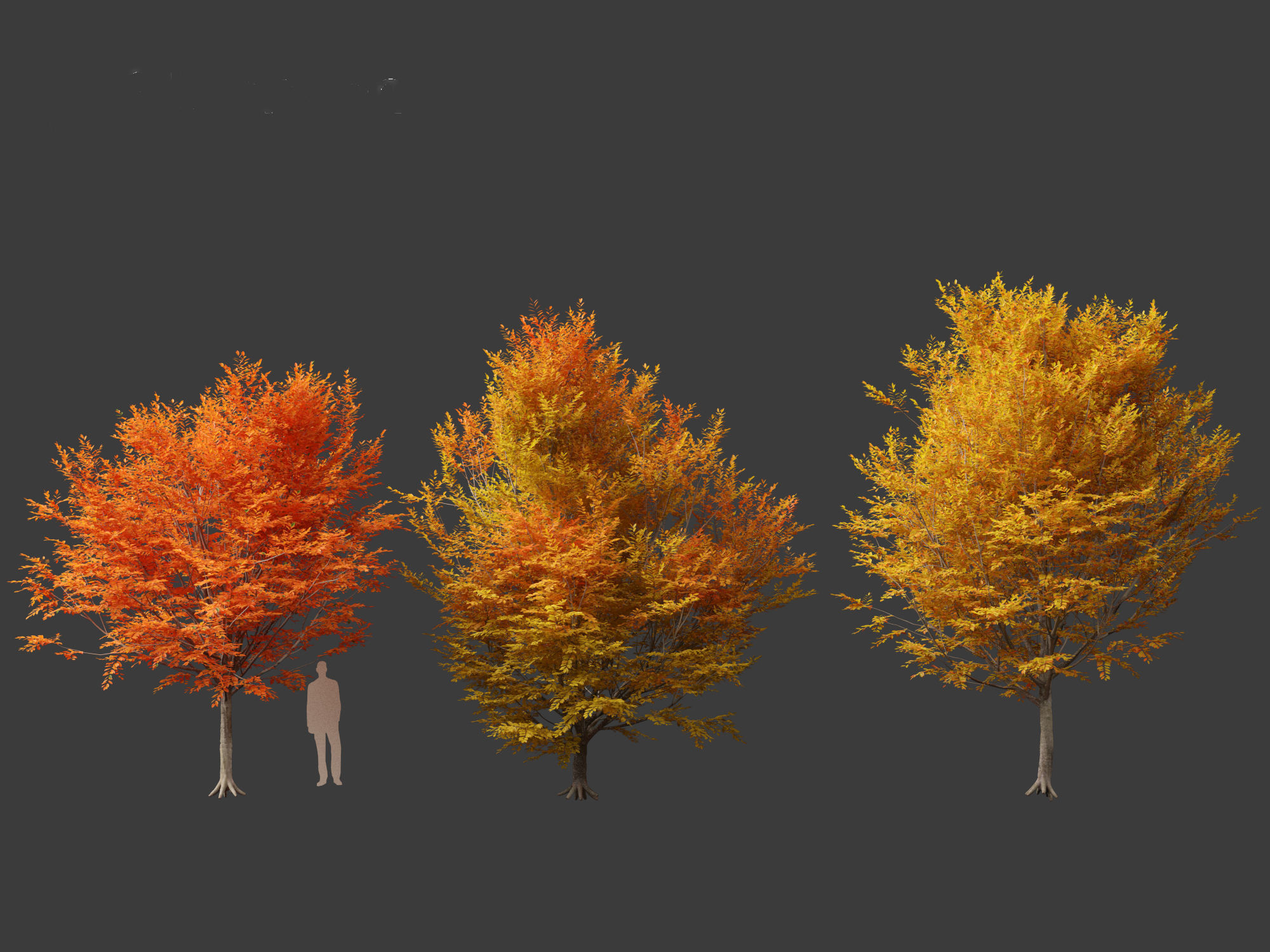 Carpinus caroliniana - American hornbeam 01 3D model_4