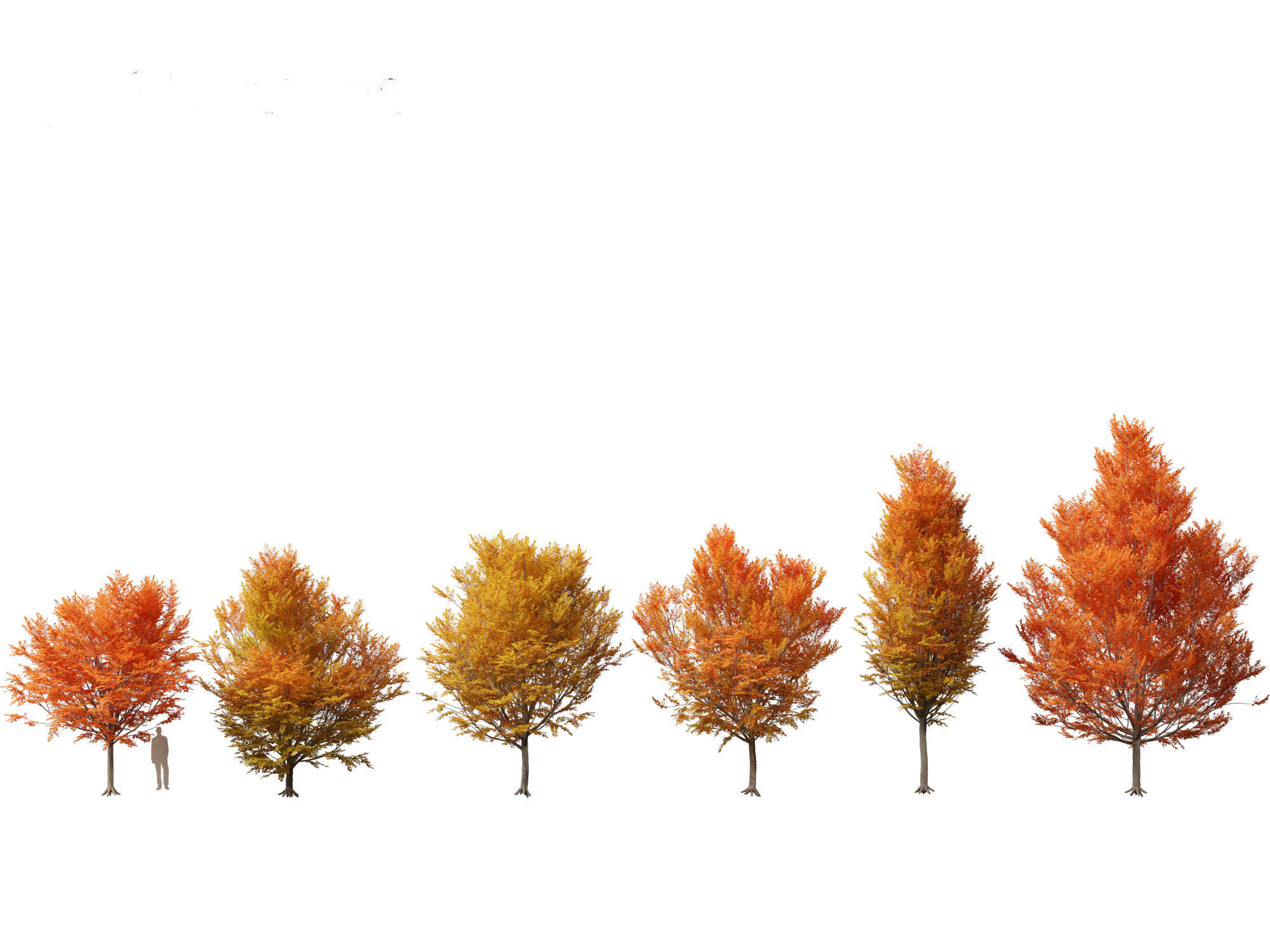 Carpinus caroliniana - American hornbeam 01 3D model_1