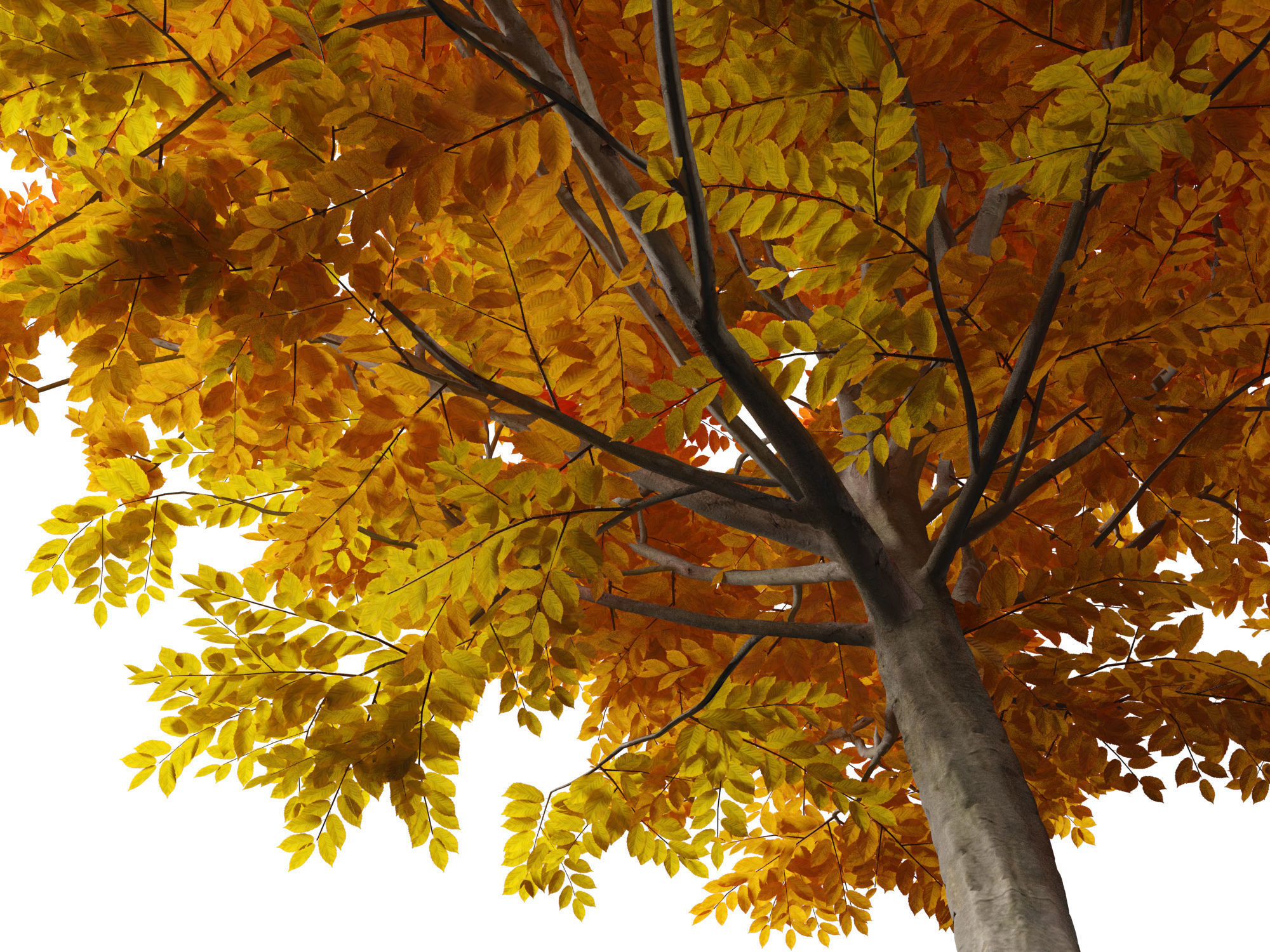 Carpinus caroliniana - American hornbeam 01 3D model_7