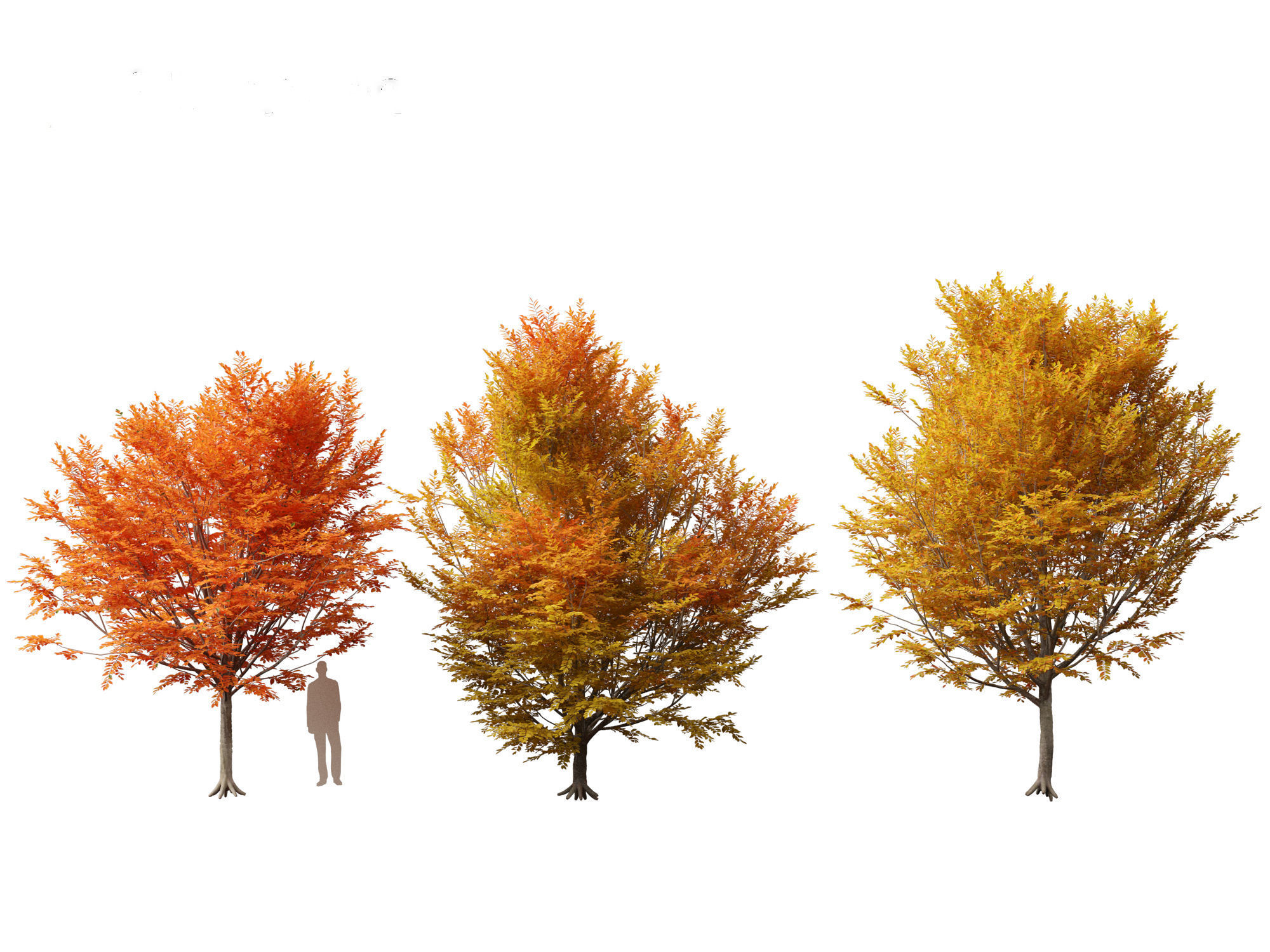 Carpinus caroliniana - American hornbeam 01 3D model_3
