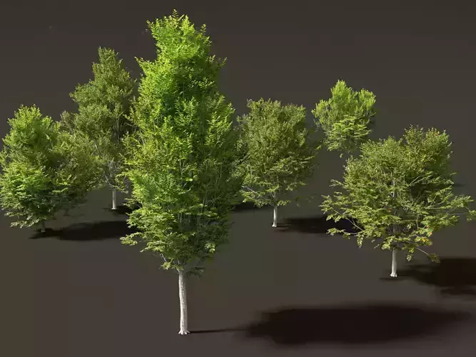 Carpinus caroliniana - American hornbeam 02