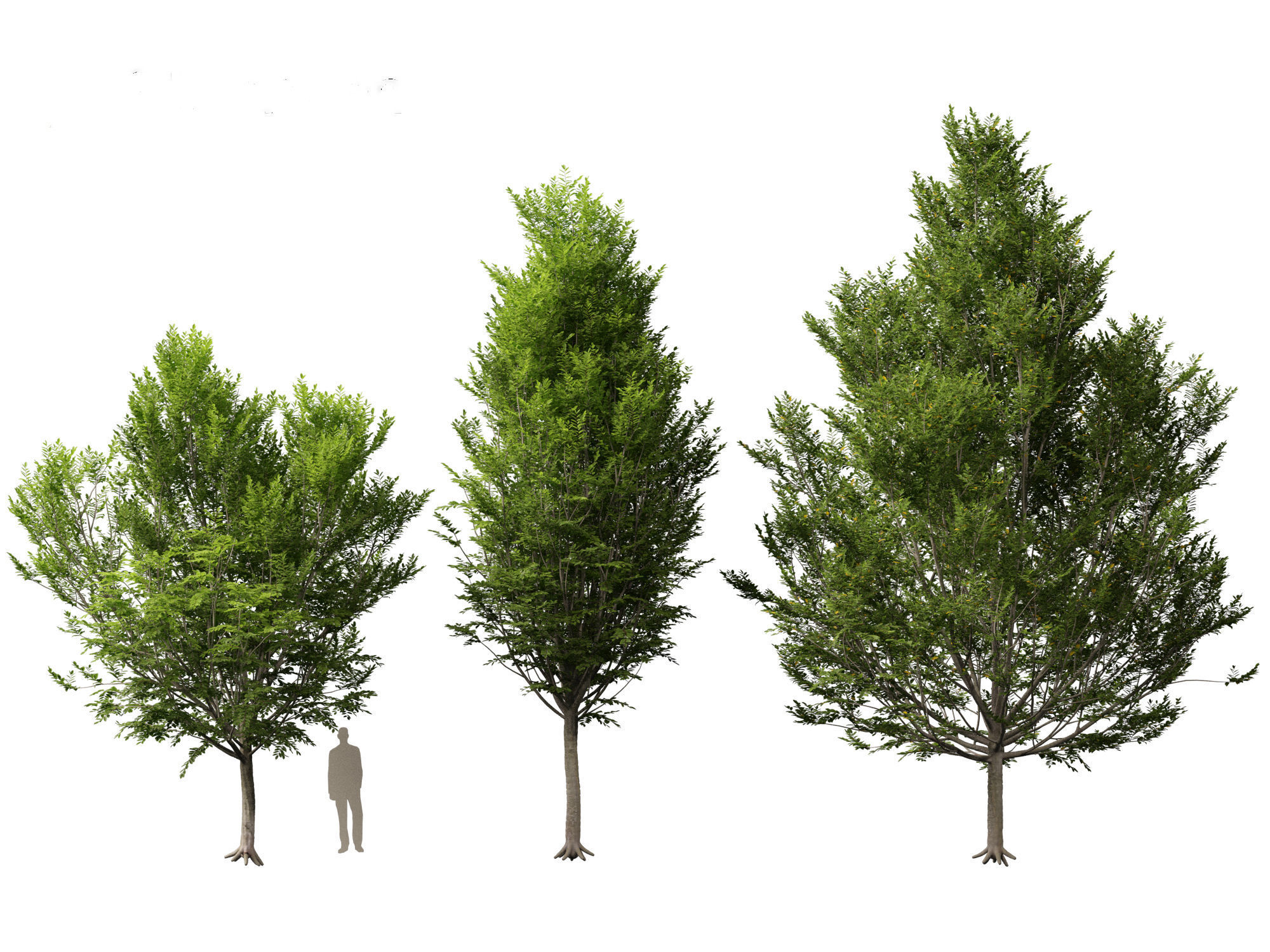 Carpinus caroliniana - American hornbeam 02 3D model_5