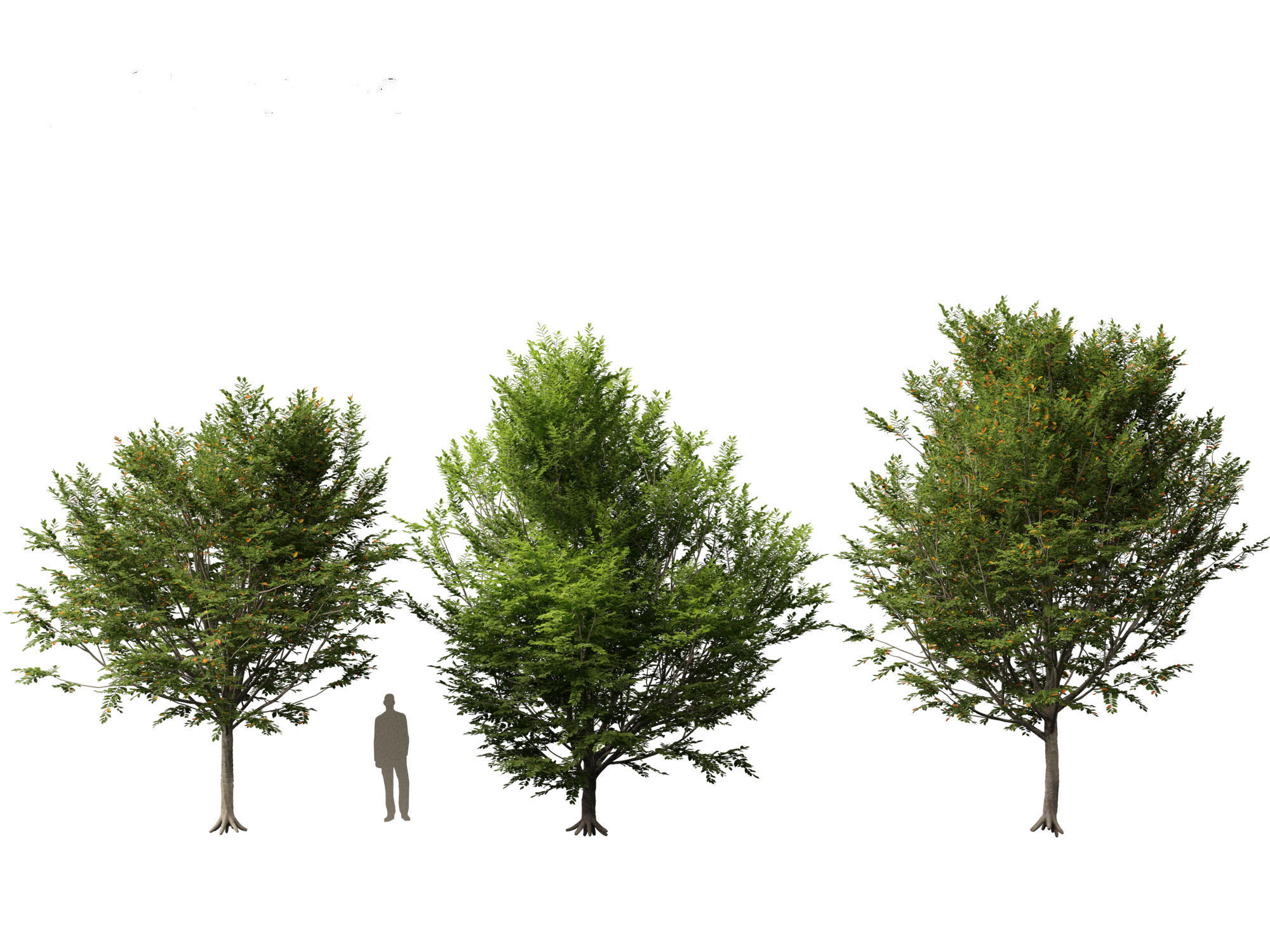 Carpinus caroliniana - American hornbeam 02 3D model_3