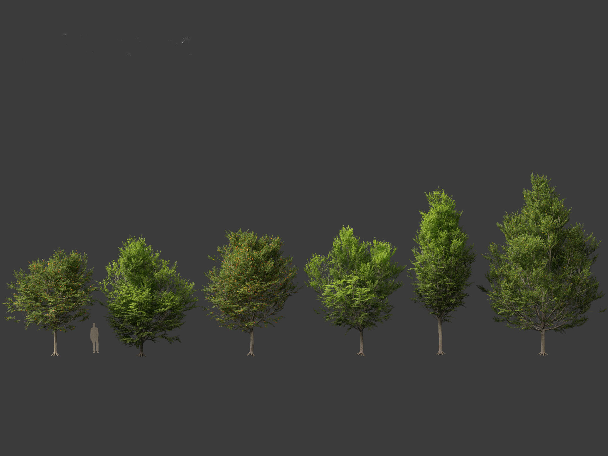 Carpinus caroliniana - American hornbeam 02 3D model_2