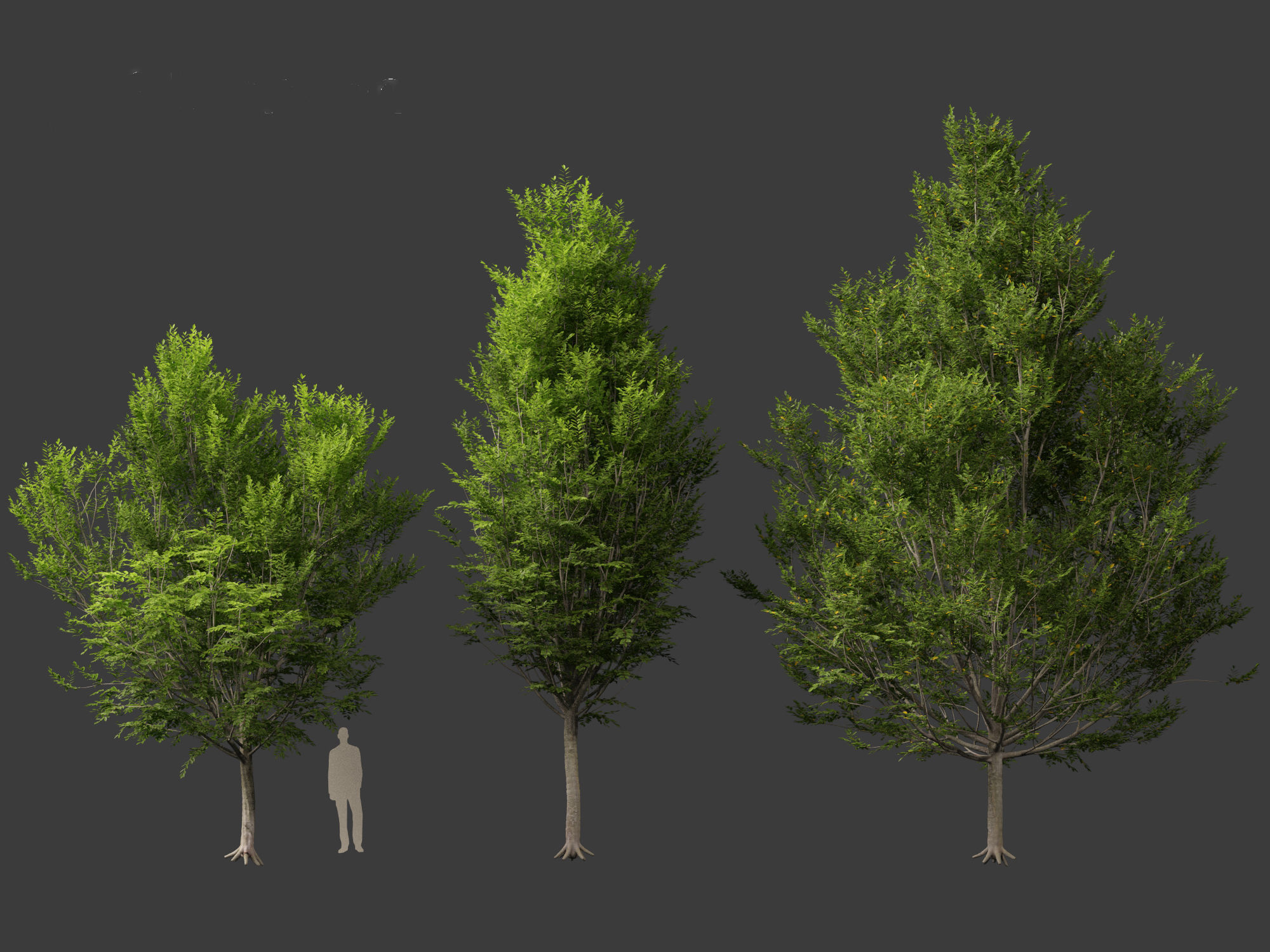 Carpinus caroliniana - American hornbeam 02 3D model_6