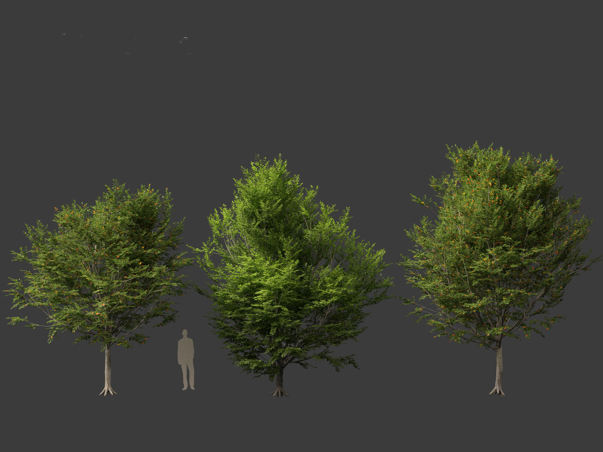 Carpinus caroliniana - American hornbeam 02 3D model_4
