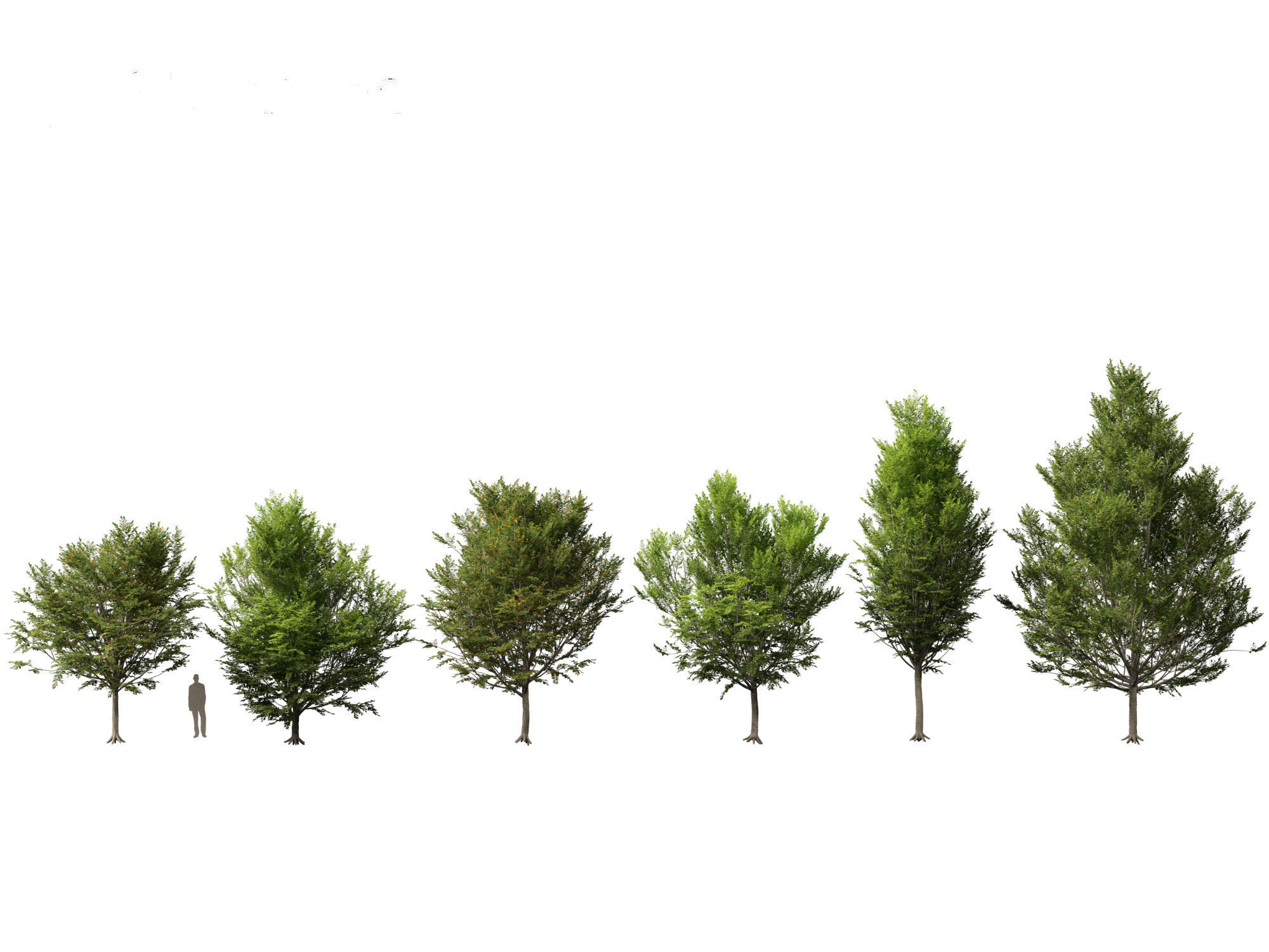 Carpinus caroliniana - American hornbeam 02 3D model_1