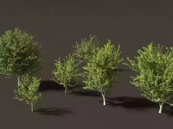 Celtis occidentalis - Common hackberry 3D model