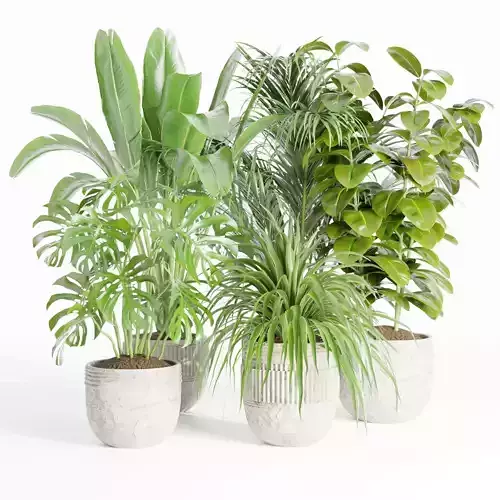 indoor plants collection vol 125-Blender 3D model