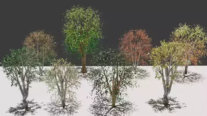 Colourful Autumn Trees