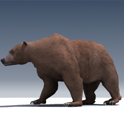 Grizzly Bear Rigged 3D model_3