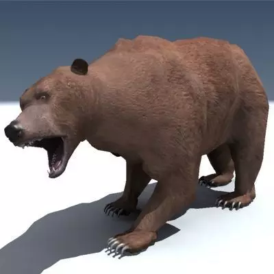 Grizzly Bear Rigged 3D model_0
