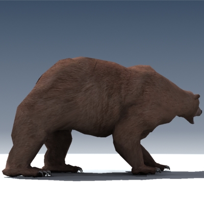 Grizzly Bear Rigged 3D model_4