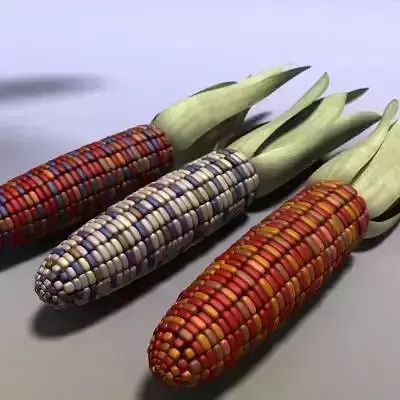 Indian Corn 3D model