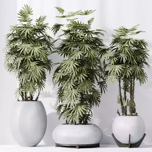 HQ Plants Rhapis Excelsa Lady Palm Hydro Care 3D model