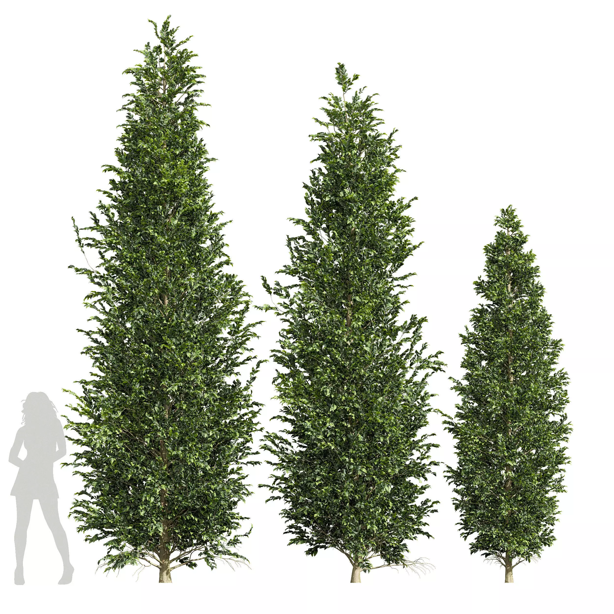Carpinus Betulus 01 3D model